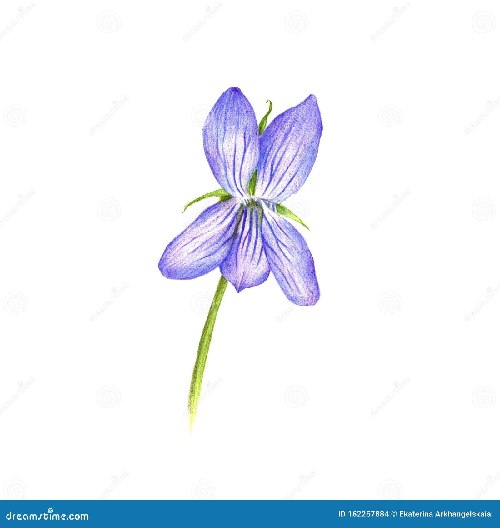青紫花 彩色铅笔画库存例证 插画包括有叶子 季节 花束 自然 设计 例证 花瓣 本质 青紫花 彩色铅笔画库存例证 插画包括有叶子 季节 花束 自然 设计 例证 花瓣 本质