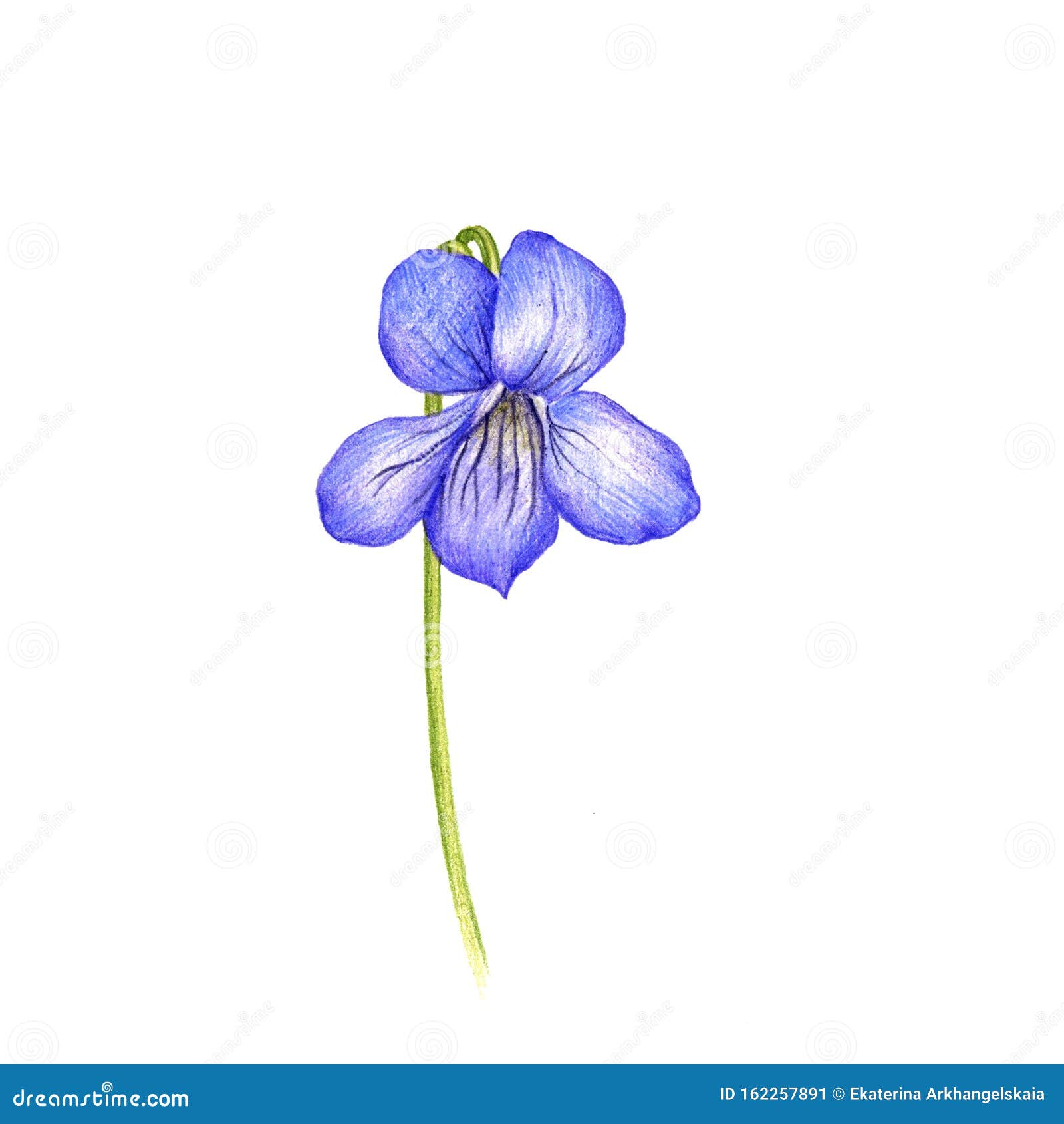 青紫花 彩色铅笔画库存例证 插画包括有例证 铅笔 自然 本质 工厂 绽放 艺术 植物群 青紫花 彩色铅笔画库存例证 插画包括有例证 铅笔 自然 本质 工厂 绽放 艺术 植物群