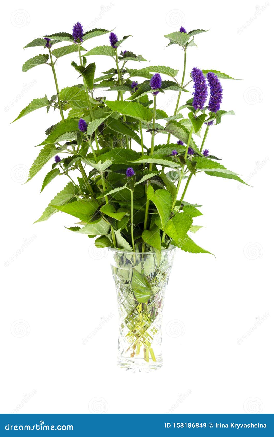 青色香草库存图片 图片包括有青色香草 青色香草库存图片 图片包括有青色香草