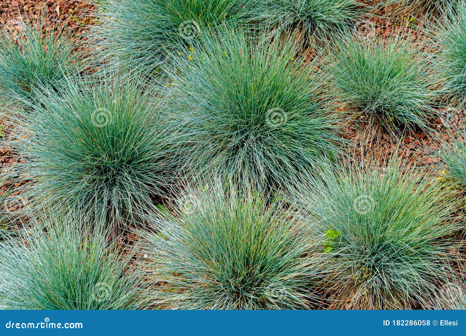 青茅 Festuca Glauca 草科开花植物库存照片 图片包括有本质 颜色 从事园艺