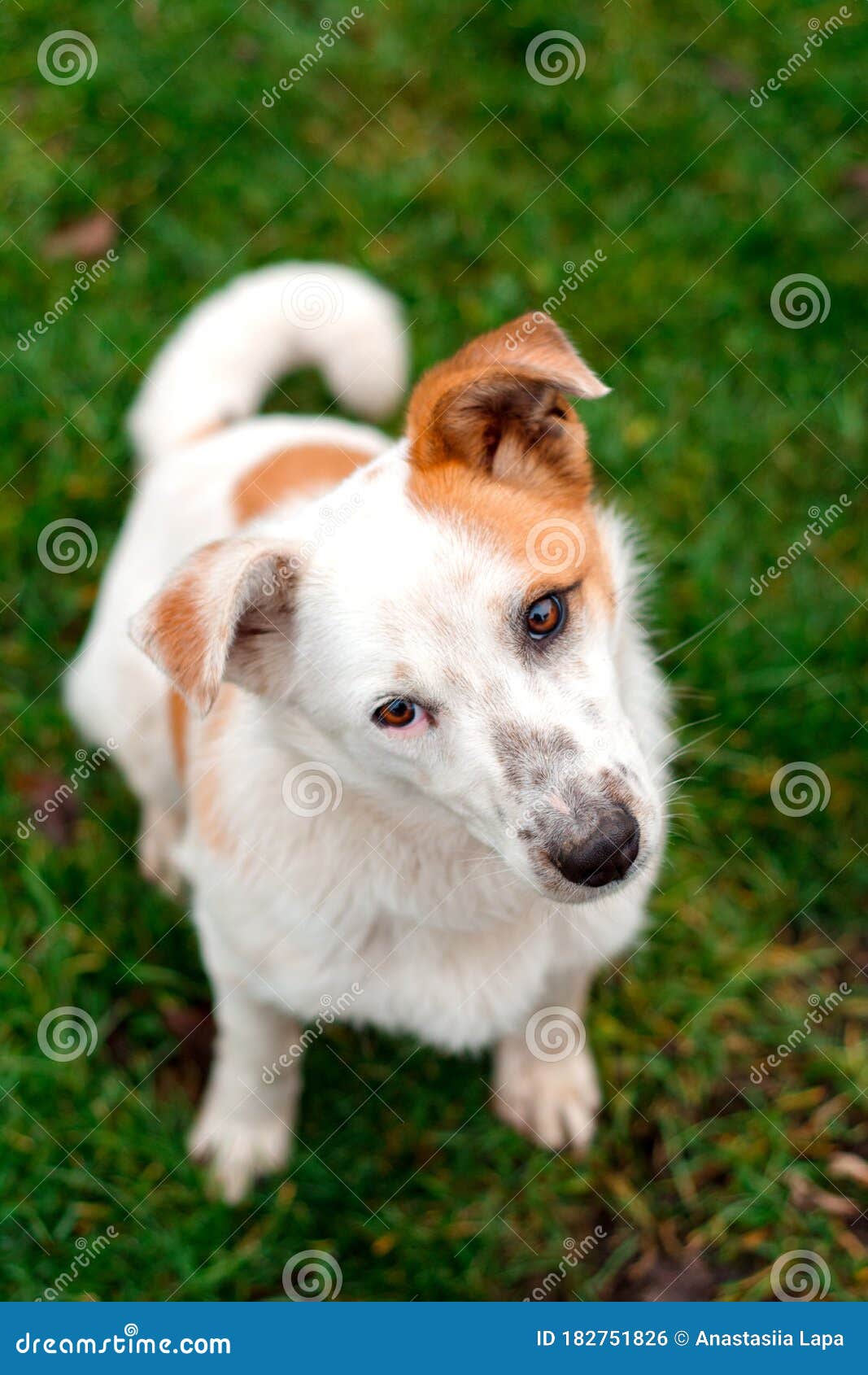青草上姜耳白狗库存照片 图片包括有似犬 哺乳动物 宠物 室外 逗人喜爱 愉快 纯血统 青草上姜耳白狗库存照片 图片包括有似犬 哺乳动物 宠物 室外 逗人喜爱 愉快 纯血统