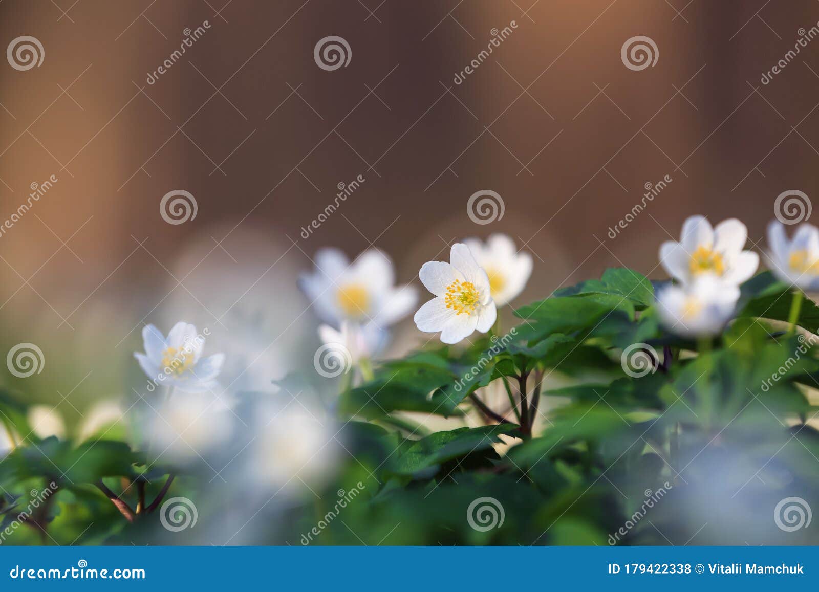 青草背景下的早春花海葵林花雄伟的大自然壁纸花库存照片 图片包括有落叶 草本 开花 玻色子