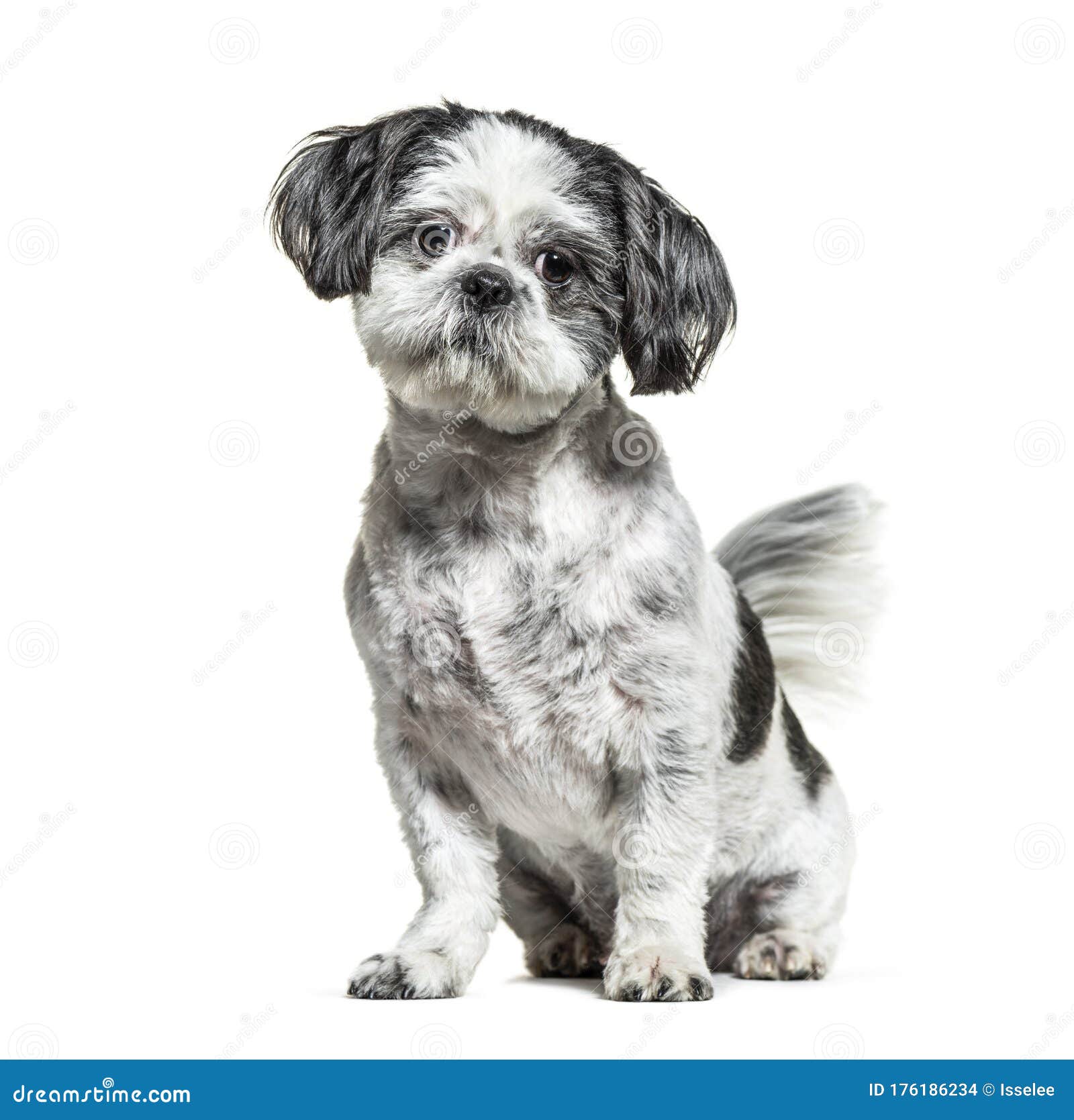 静坐黑白的石子犬库存照片 图片包括有没人 似犬 人们 开会 一个 食肉动物 纯血统 静坐黑白的石子犬库存照片 图片包括有没人 似犬 人们 开会 一个 食肉动物 纯血统