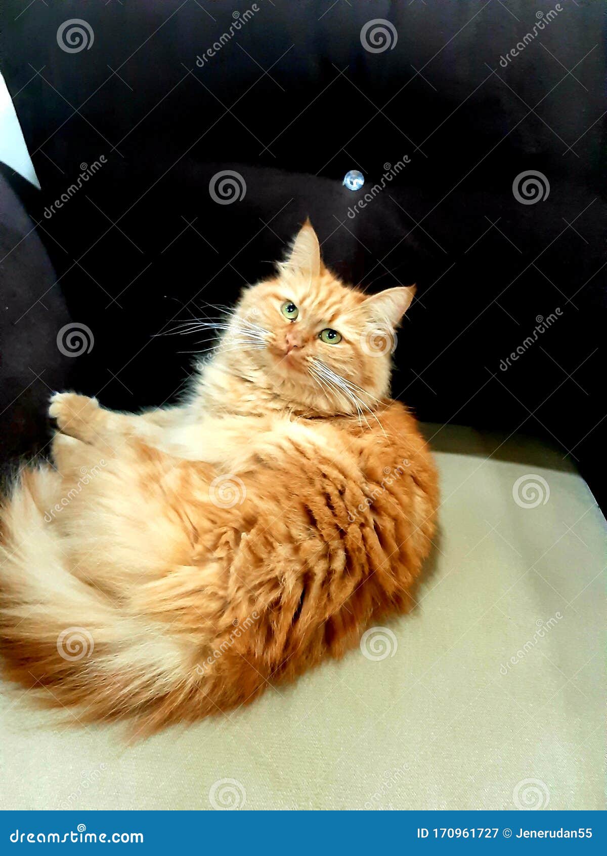 非常漂亮的设拉子猫库存图片 图片包括有早晨 毛皮 有吸引力的 非常 本质 镇痛药 多云