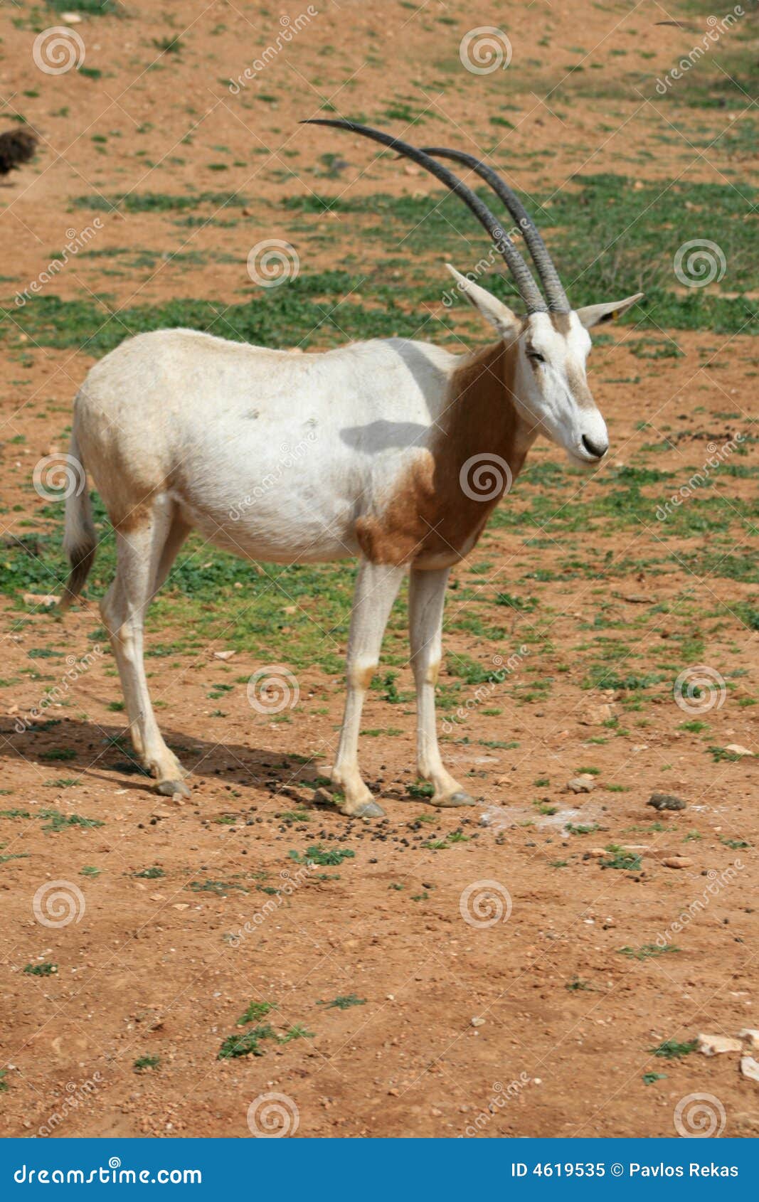 非洲动物有角的羚羊属savvanah短弯刀库存图片 图片包括有