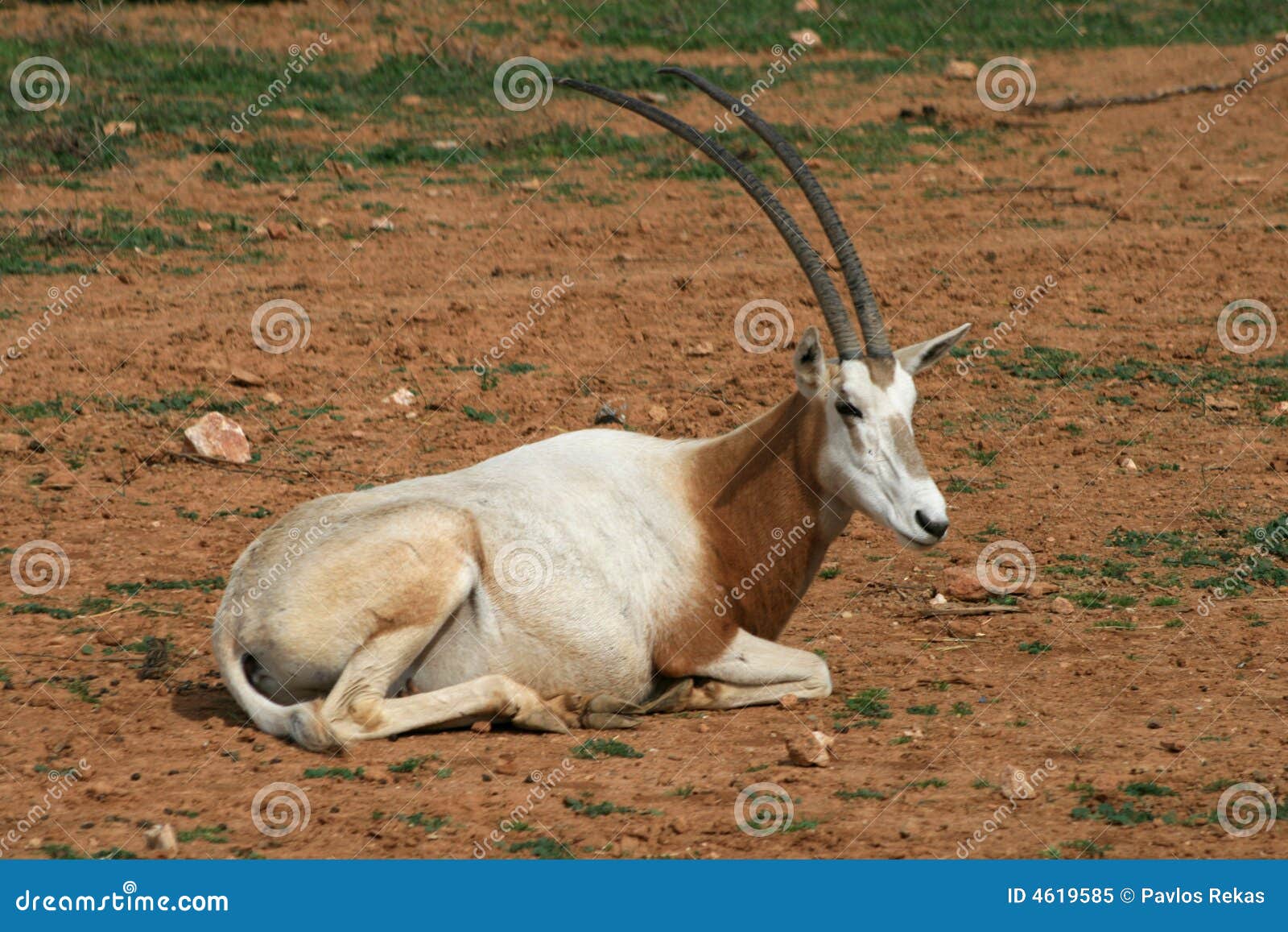 非洲动物有角的羚羊属savvanah短弯刀库存图片 图片包括有