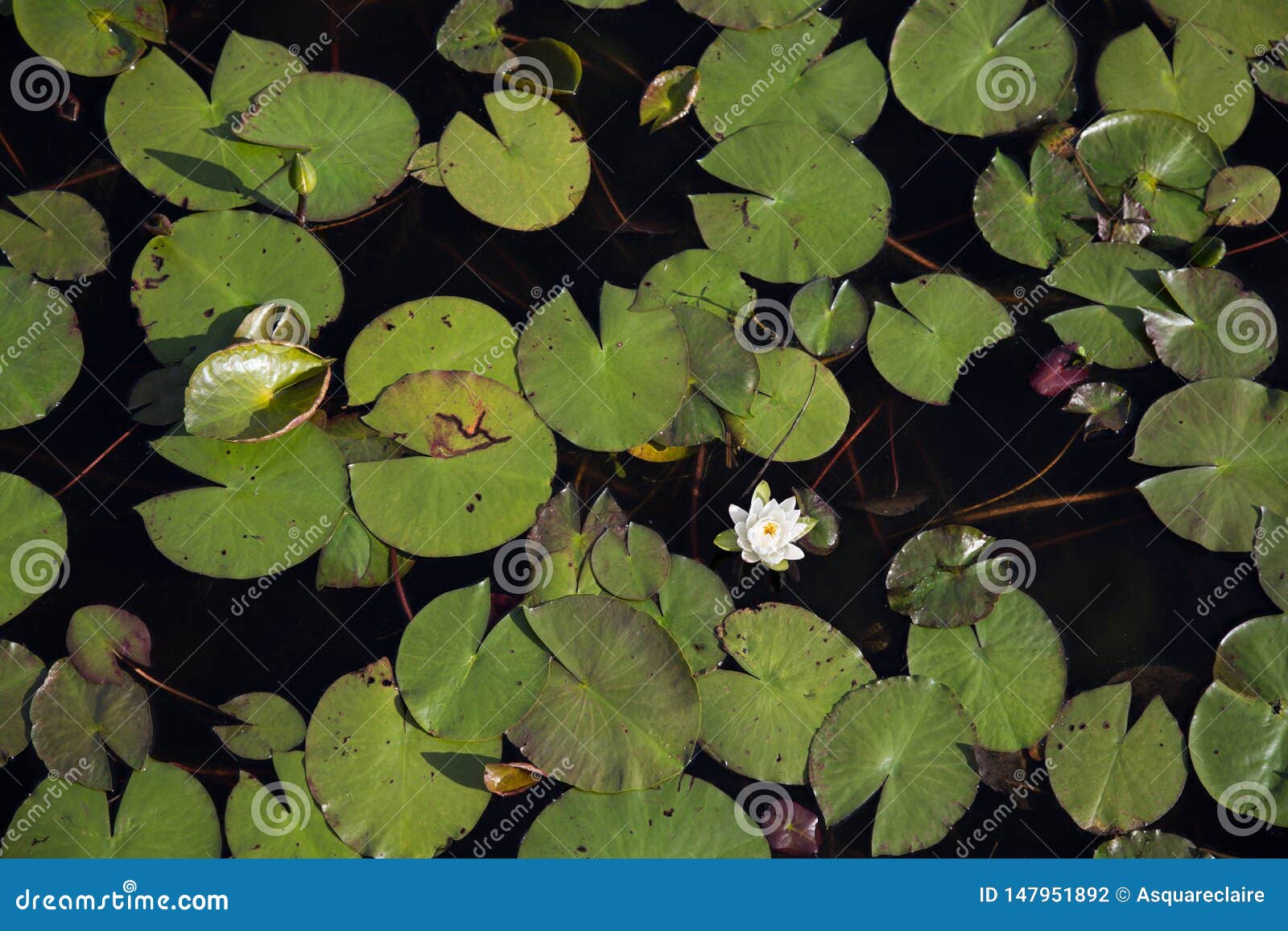 顶视图一唯一白色waterlily在绿色睡莲叶中在黑水中库存照片 图片包括有绿色 生长