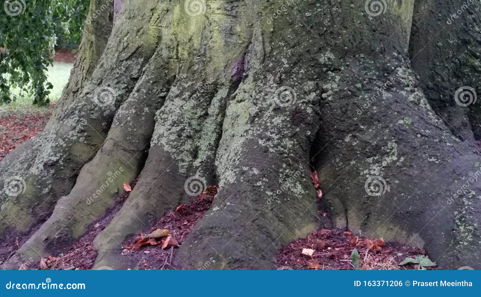 颜色特写树根库存照片 图片包括有叶子 芦苇 颜色 关闭 一个 蓝蓝 黑暗 公园 颜色特写树根库存照片 图片包括有叶子 芦苇 颜色 关闭 一个 蓝蓝 黑暗 公园
