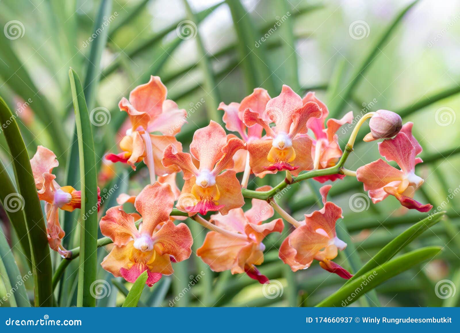 香兰花 橙色的万达 名字 乌东桑夏库存图片 图片包括有本质 春天 户外 橙色 没人 背包徒步旅行者 香兰花 橙色的万达 名字 乌东桑夏库存图片 图片包括有本质 春天 户外 橙色 没人 背包徒步旅行者