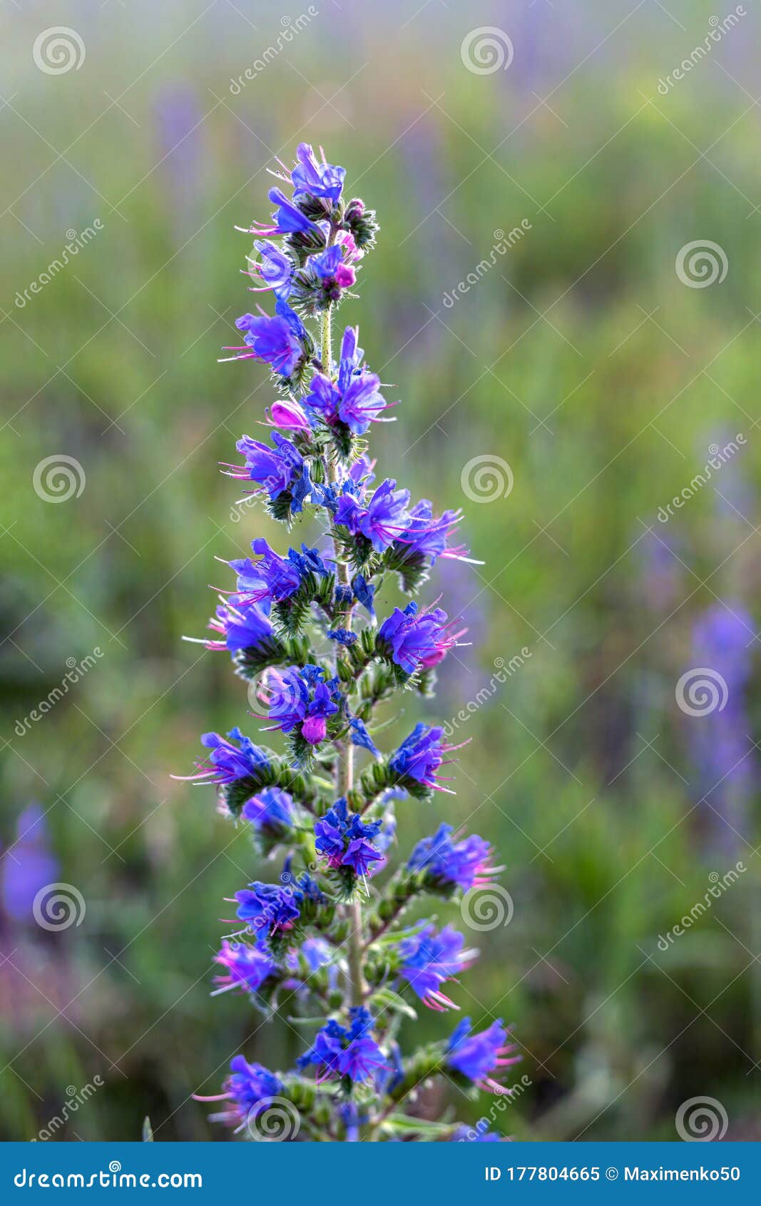 香草薄荷家紫蓝香花的特写自然花卉背景库存图片 图片包括有薄菏 成份 蓝色 花卉 可食