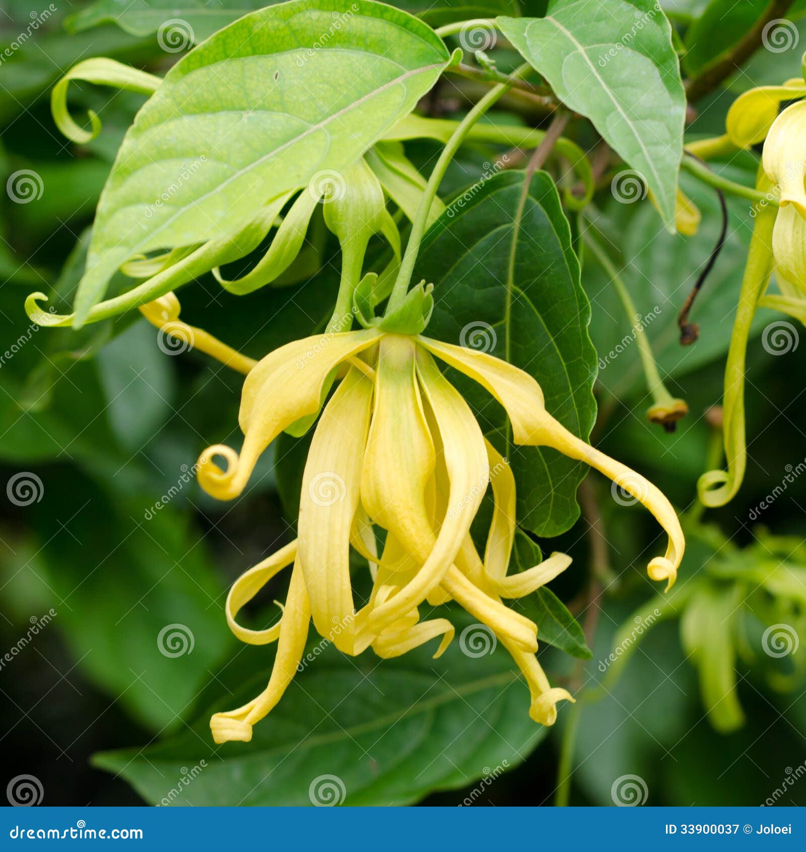 香水树库存图片 图片包括有