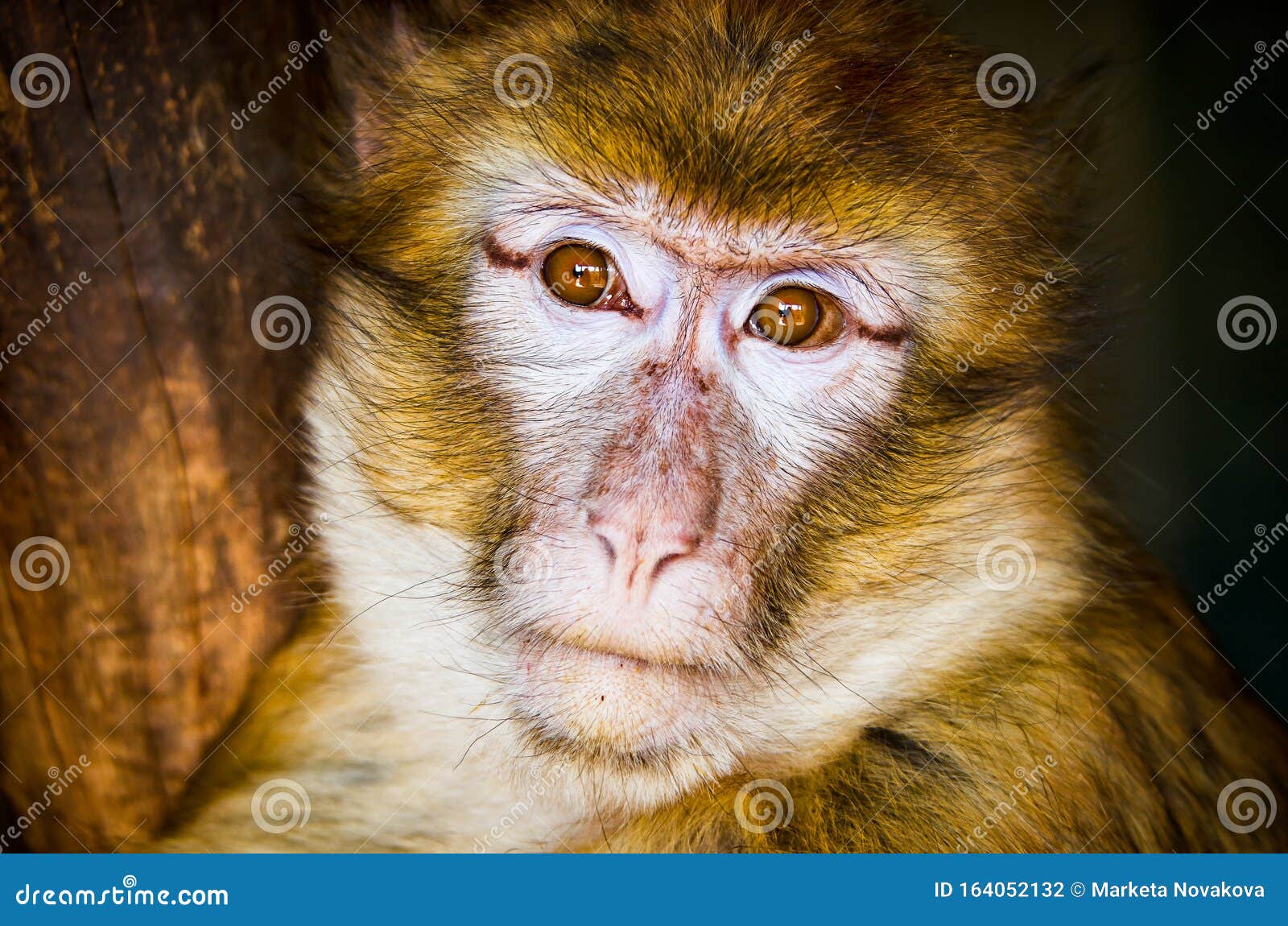 马卡克猿特写库存照片 图片包括有单独的 热带 猴子 大主教 毛皮 滑稽 逗人喜爱 表面 马卡克猿特写库存照片 图片包括有单独的 热带 猴子 大主教 毛皮 滑稽 逗人喜爱 表面