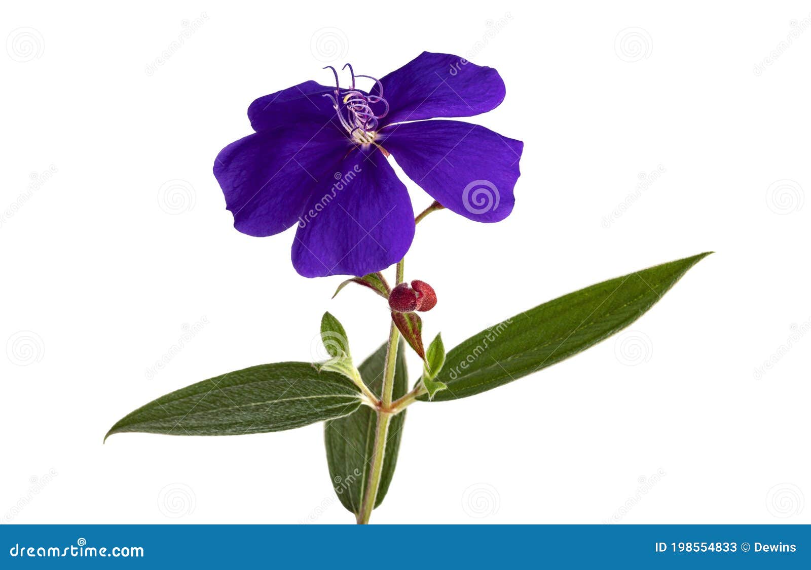 马拉巴梅母体叶花 白色背景中突显的热带紫花 带修剪路径库存图片 图片包括有庭院 绽放 马拉巴梅母体叶花 白色背景中突显的热带紫花 带修剪路径库存图片 图片包括有庭院 绽放