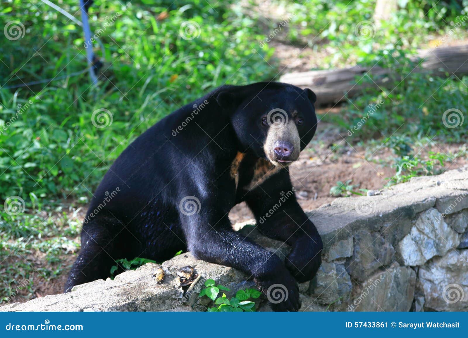 马来亚太阳熊 蜂蜜熊库存图片 图片包括有马来亚太阳熊 蜂蜜熊