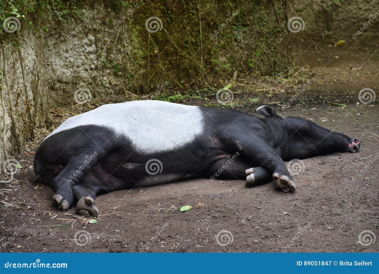 马来貘 也称asian Tapir 库存图片 图片包括有公园 枪口 休眠 特写镜头 调用 马来亚 马来貘 也称asian Tapir 库存图片 图片包括有公园 枪口 休眠 特写镜头 调用 马来亚