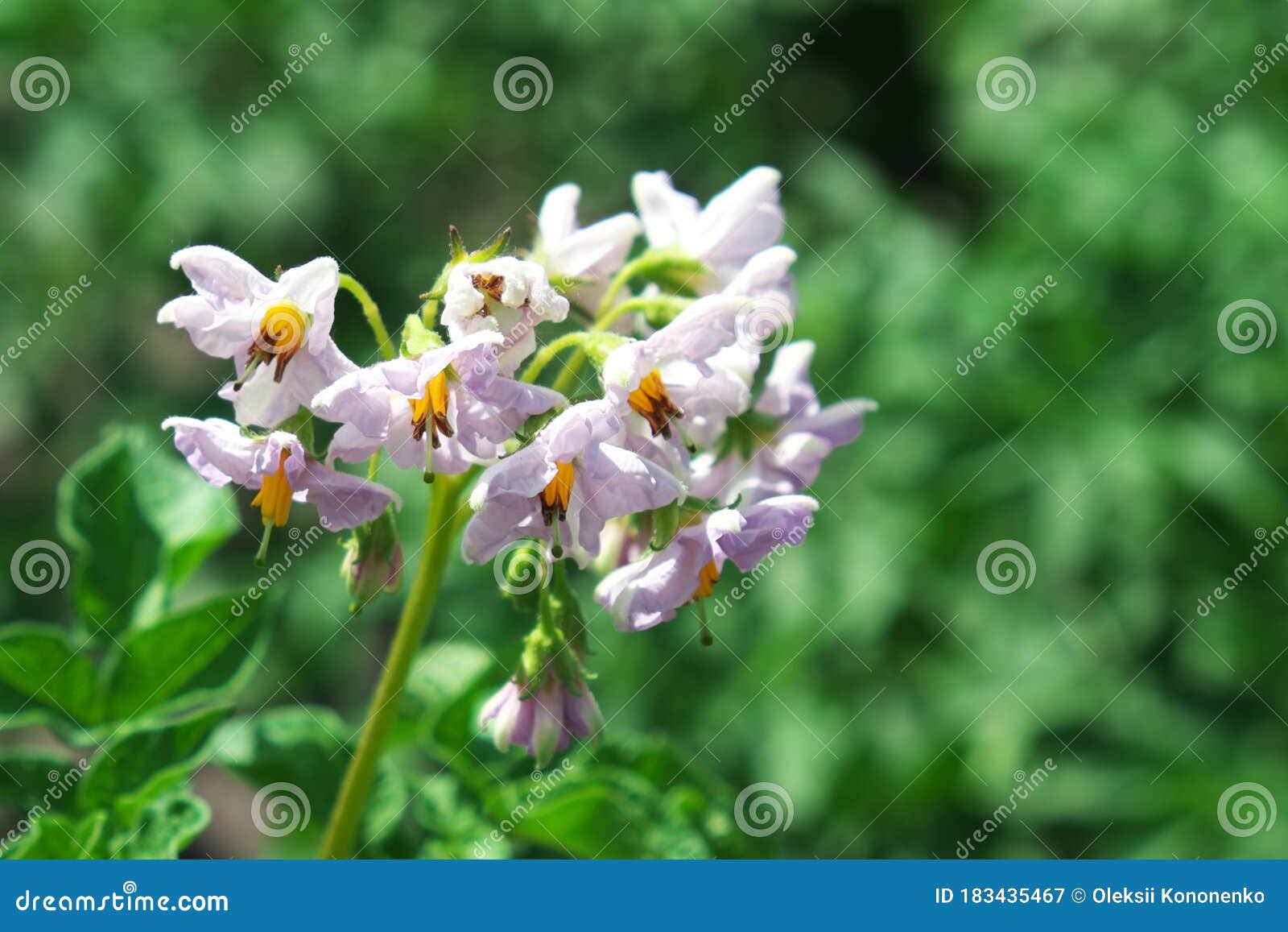 马铃薯丛上的花 特写马铃薯花库存图片 图片包括有马铃薯花 马铃薯丛上的花 特写 马铃薯丛上的花 特写马铃薯花库存图片 图片包括有马铃薯花 马铃薯丛上的花 特写