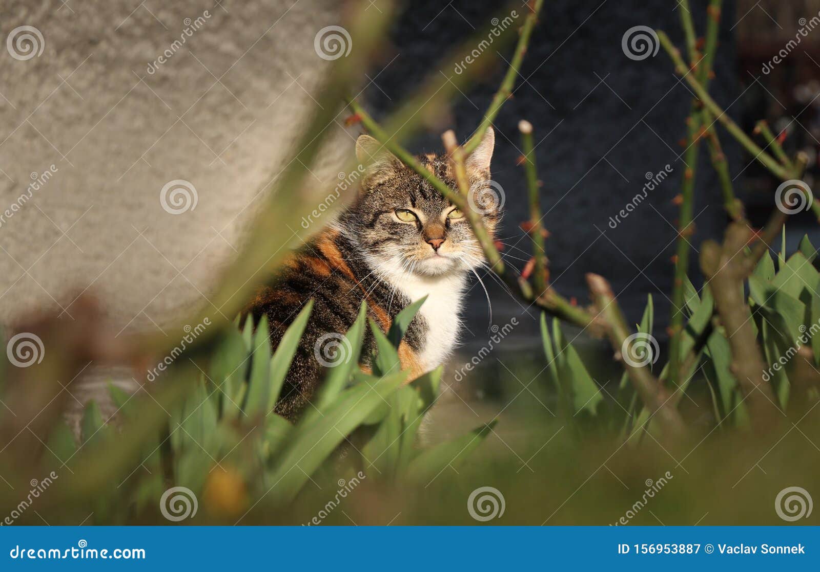 驯化猫的勇敢面目残酷而强硬的姿势表明 小猫有许多奇怪的经验库存图片 图片包括有 驯化猫的勇敢面目残酷而强硬的姿势表明 小猫有许多奇怪的经验库存图片 图片包括有
