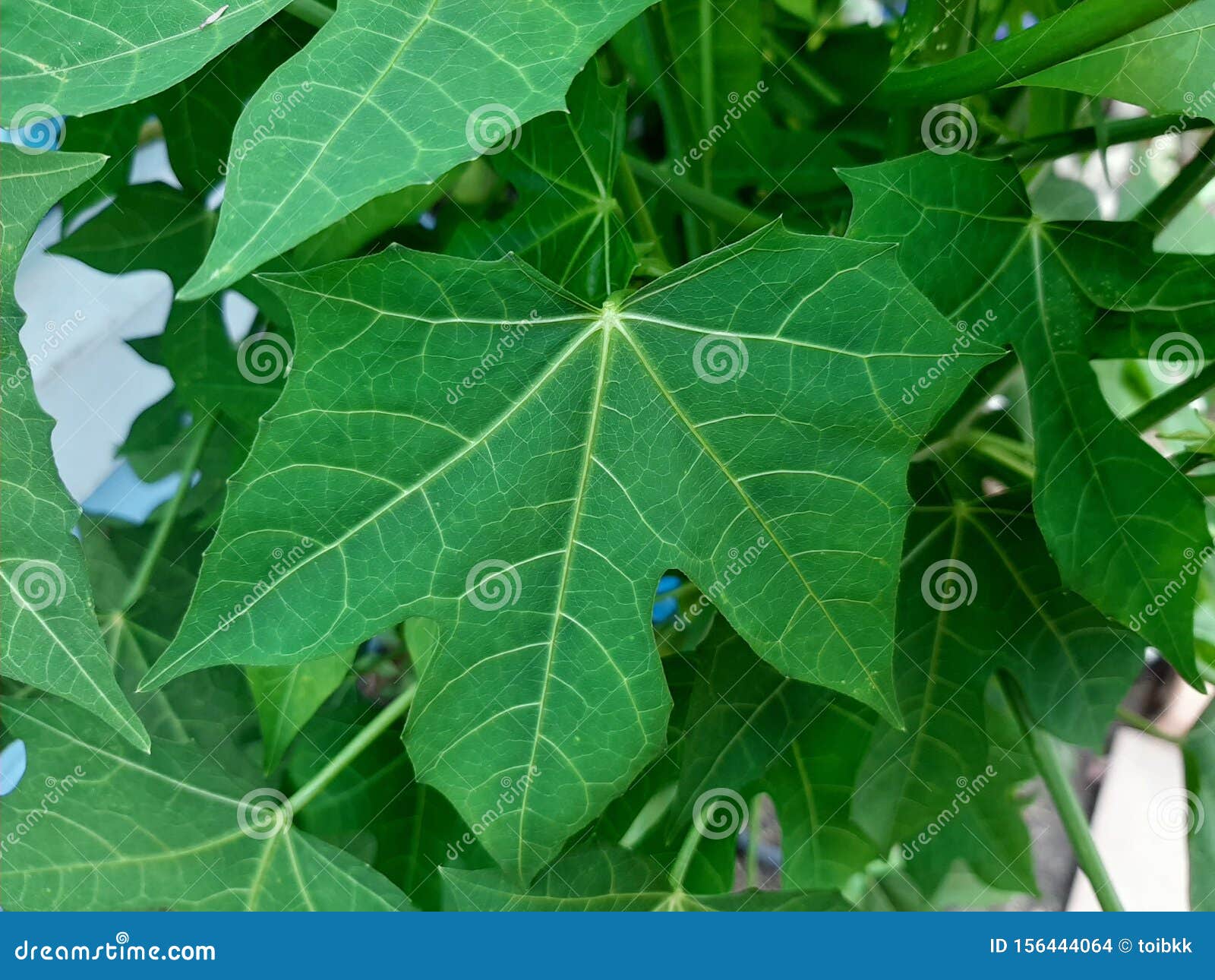 驱虫苋 树菠菜 在墨西哥人的cnidoscolus Aconitifolius普遍的蔬菜叶绿色叶子库存照片 图片包括有aconitifolius普遍的蔬菜叶绿色叶子 驱虫苋 树菠菜 在墨西哥人的cnidoscolus