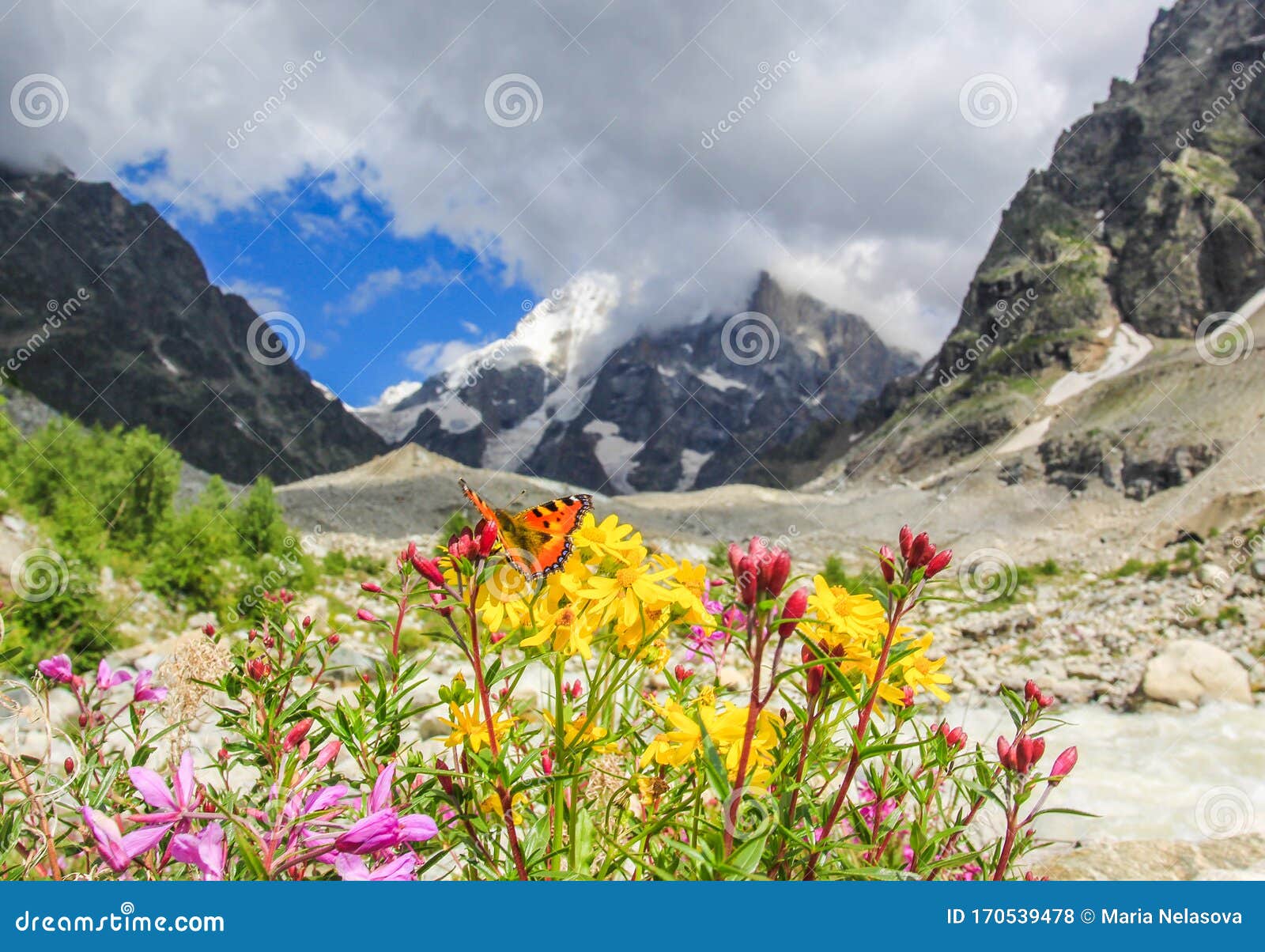高加索山背景中高山草地上的鲜花库存照片 图片包括有室外 蓝色 环境 农场 开花 云彩