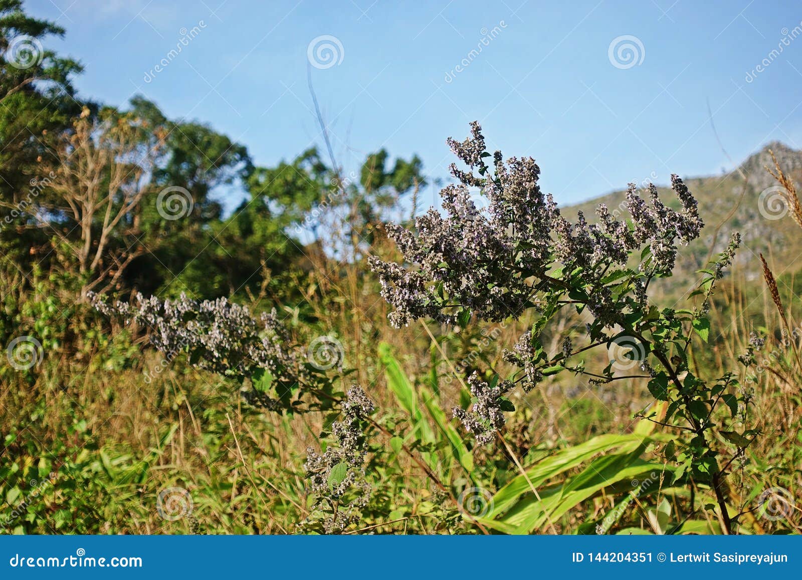 高山野花亚高山植物库存图片 图片包括有高山野花亚高山植物