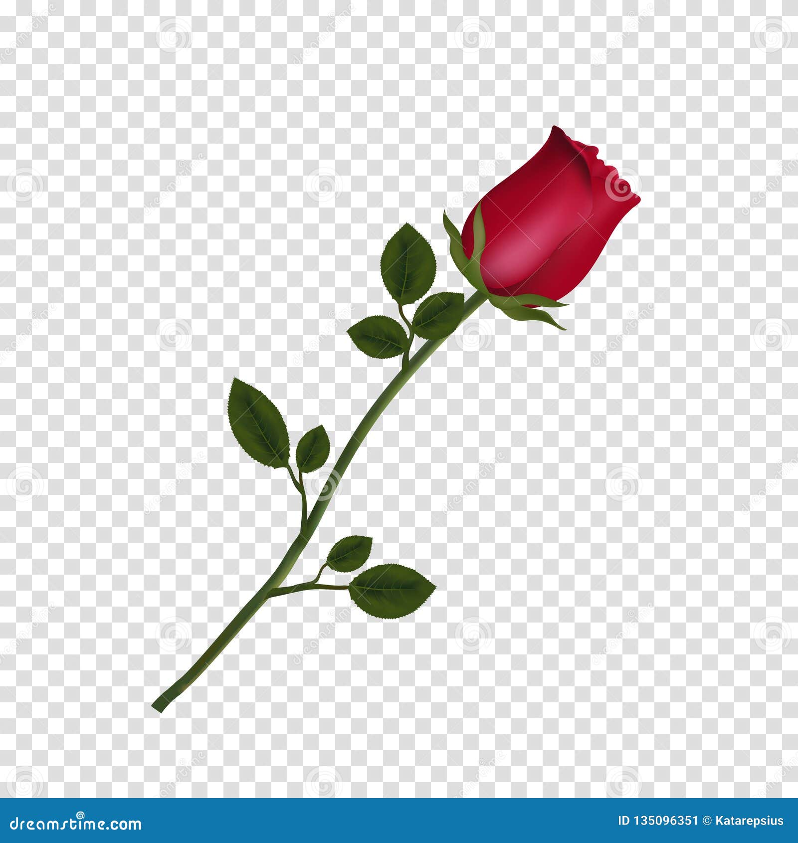 高度详述了在透明背景隔绝的红色玫瑰花向量例证 插画包括有要素 背包 属性 艺术 绽放 香味