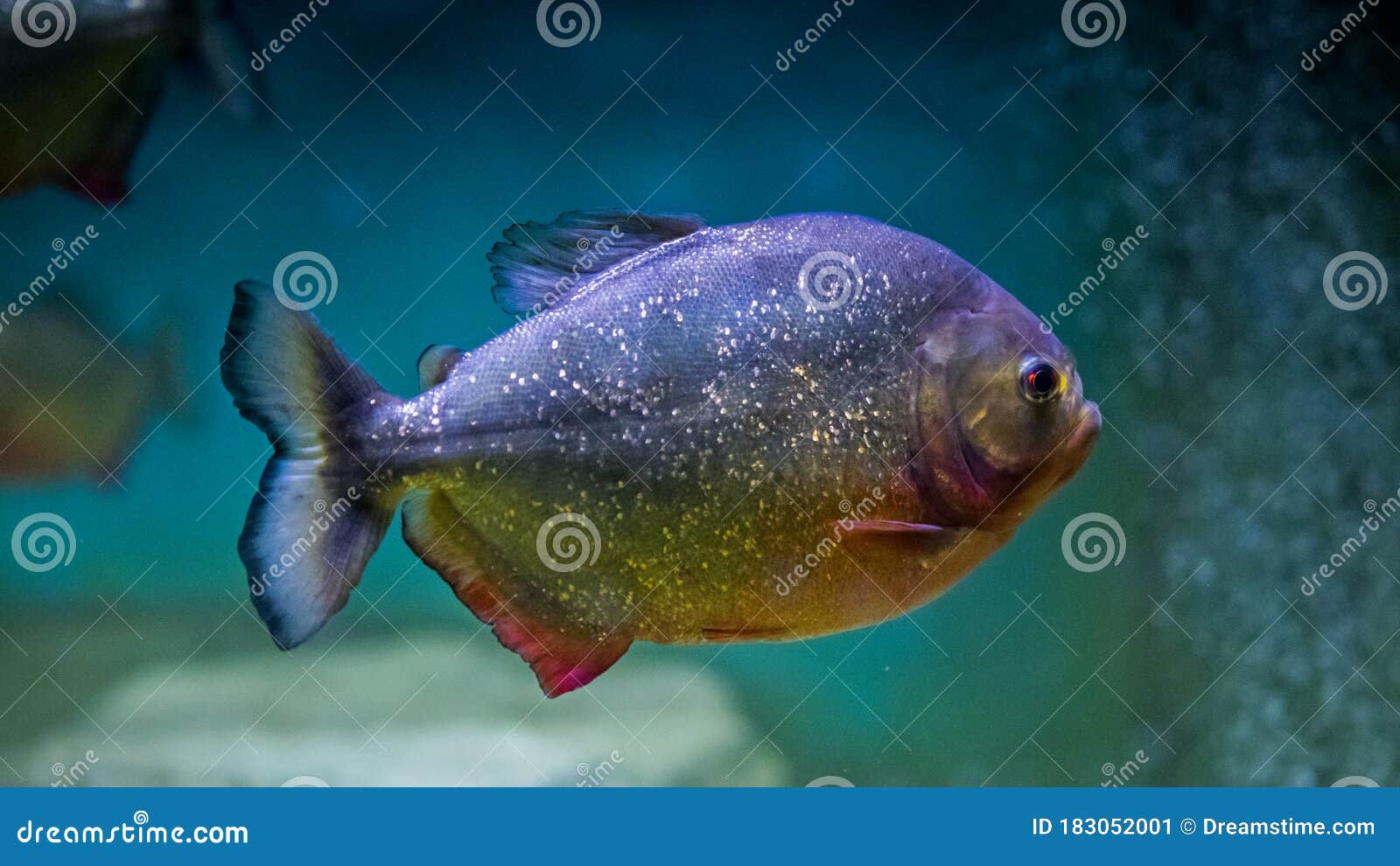 鱼在水中游动 红腹食人鱼库存图片 图片包括有礁石 小船 生活 游泳 背包 蓝色 敌意 鱼在水中游动 红腹食人鱼库存图片 图片包括有礁石 小船 生活 游泳 背包 蓝色 敌意