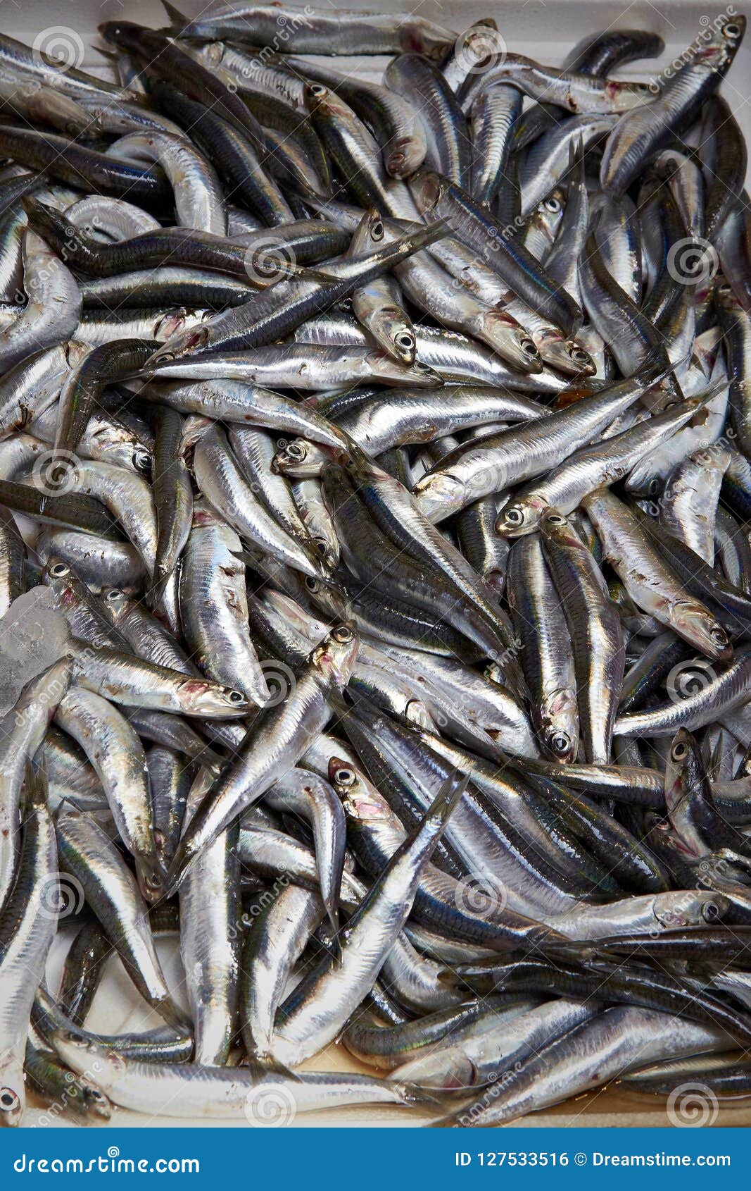 鱼市许多死的银色鱼库存照片 图片包括有银色 气味 饥饿 捕鱼 海运 伊斯坦布尔 沙丁鱼