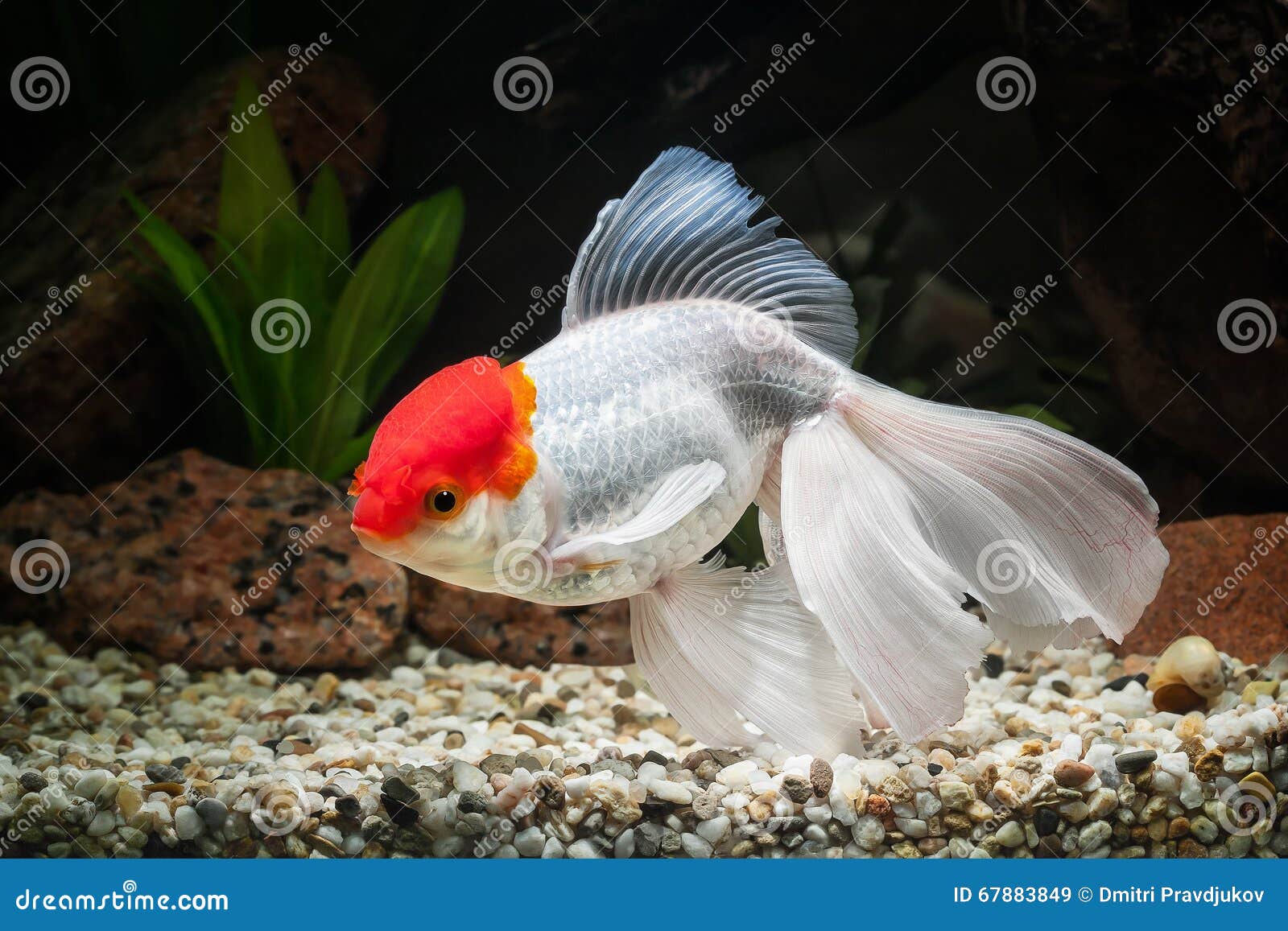 鱼在水族馆的金鱼有绿色植物的和石头库存图片 图片包括有结算 水生 概念 液体 宠物 关闭 6749 鱼在水族馆的金鱼有绿色植物的和石头库存图片 图片包括有结算 水生 概念 液体 宠物 关闭 6749