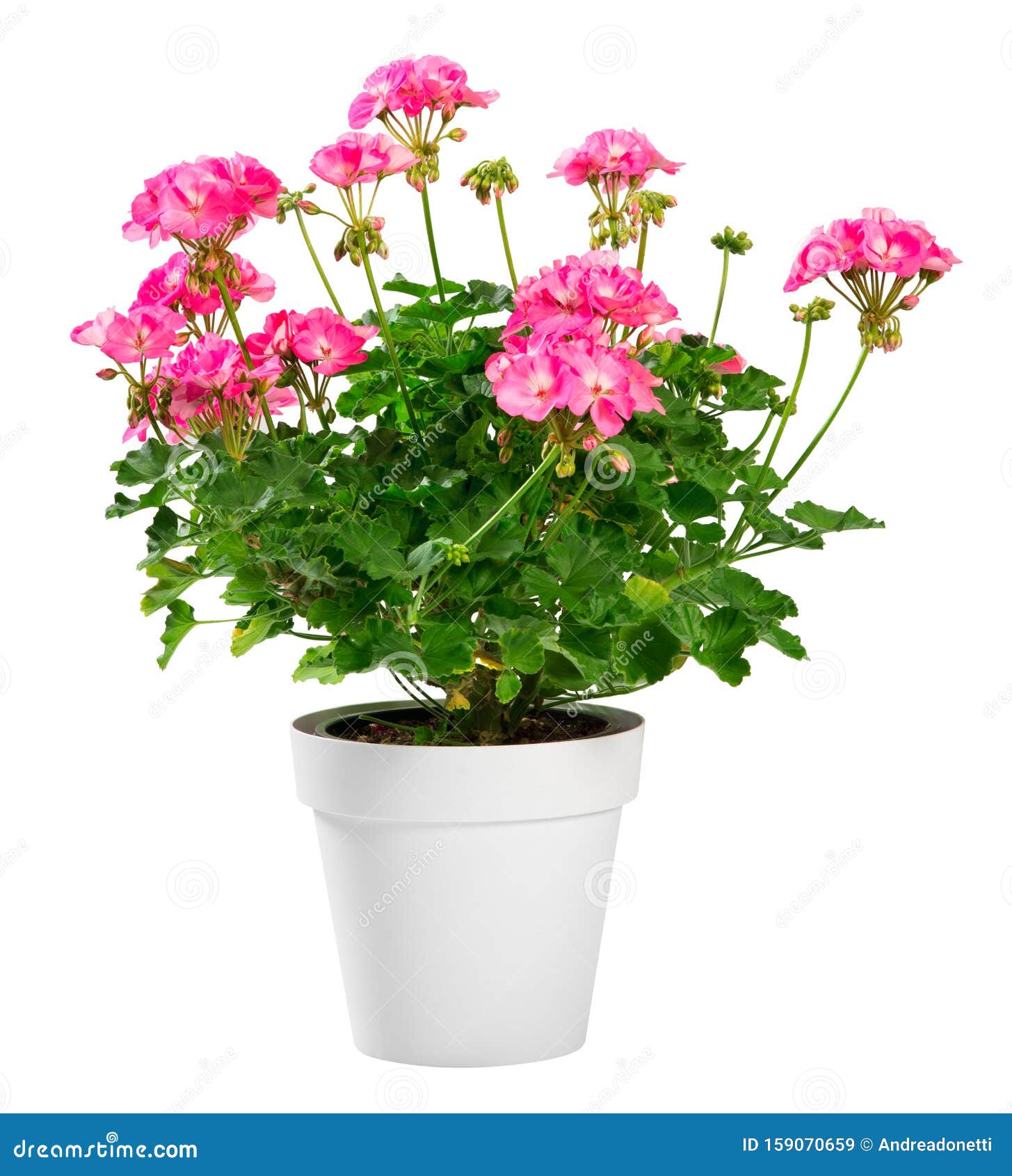 鲜粉色花盆栽老鹳草库存图片 图片包括有耕种 空白 室内植物 灌木 开花 园艺 苗圃 鲜粉色花盆栽老鹳草库存图片 图片包括有耕种 空白 室内植物 灌木 开花 园艺 苗圃