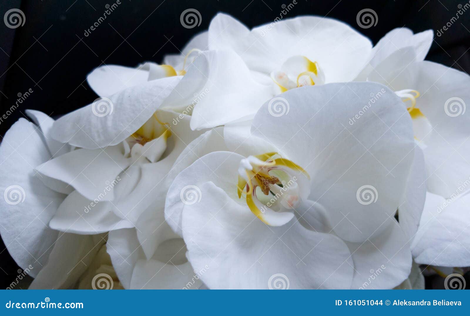 鲜美的白兰花新娘的精致婚礼花束情人节礼物 母亲节 生日库存照片 图片包括有卖花人 礼品 鲜美的白兰花新娘的精致婚礼花束情人节礼物 母亲节 生日库存照片 图片包括有卖花人 礼品