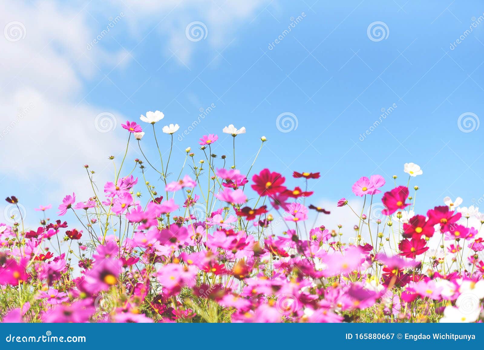 鲜艳蓝天背景下花园中彩色粉色花朵 大自然中美丽的宇宙花库存图片 图片包括有花卉 横向