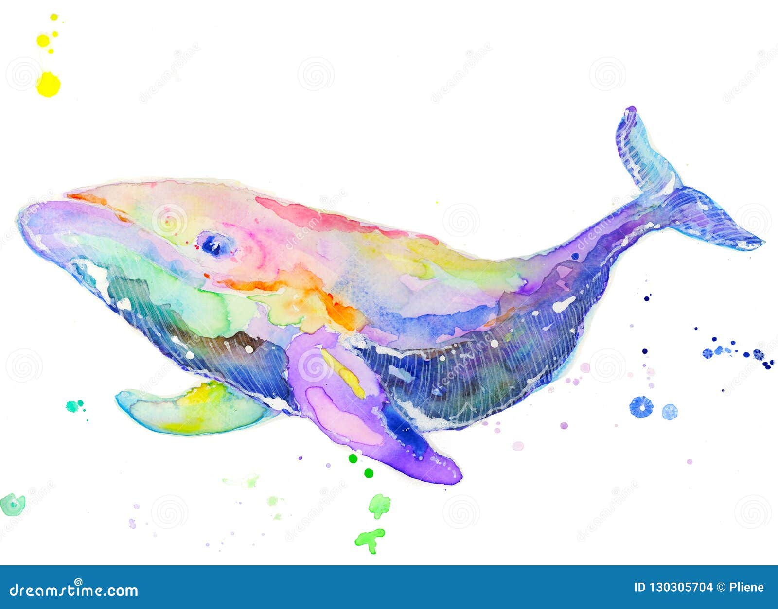 鲸鱼水彩画水彩隔绝了库存例证 插画包括有鲸鱼水彩画水彩隔绝了