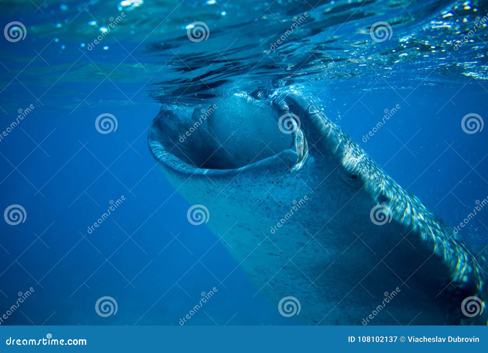鲸鲨在深蓝色海吃浮游生物的鲸鲨特写镜头由海水表面库存图片 图片包括有吃浮游生物的鲸鲨特写镜头由海水表面 鲸鲨在深蓝色海吃浮游生物的鲸鲨特写镜头由海水表面库存图片 图片包括有吃浮游生物的鲸鲨特写镜头由海水表面