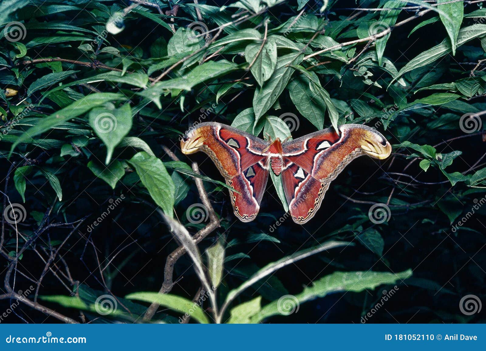 鳞翅目attacus Atlas蛾在青蛾白天运动不大库存照片 图片包括有乙烷 飞蛾 亚特兰提斯 鳞翅目attacus Atlas蛾在青蛾白天运动不大库存照片 图片包括有乙烷 飞蛾 亚特兰提斯