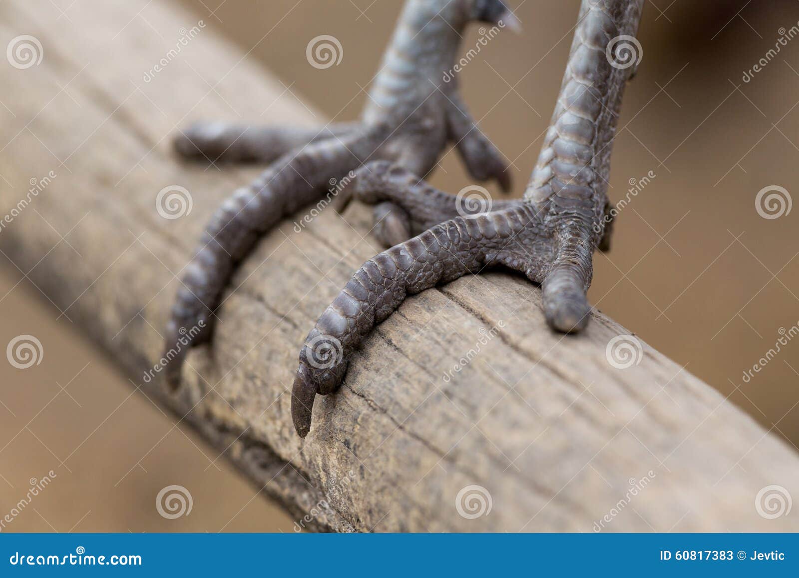 鸟的爪库存图片 图片包括有