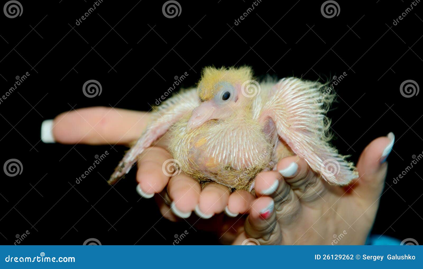 鸠的刚孵出的雏库存照片 图片包括有鸠的刚孵出的雏