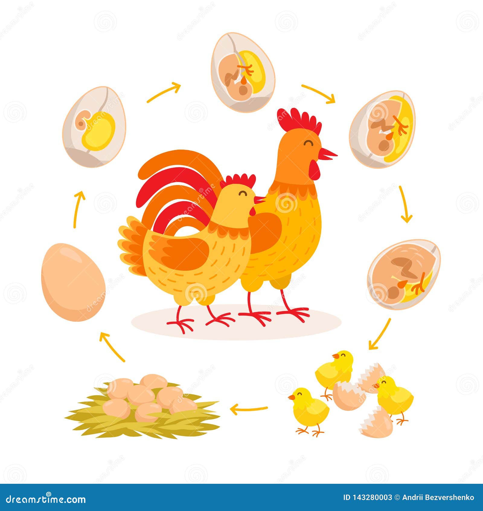 鸡生命周期 从鸡蛋的胚胎发展到孵化鸡逗人喜爱的有母鸡和的雄鸡婴孩小鸡动画片向量例证 插画包括有家禽