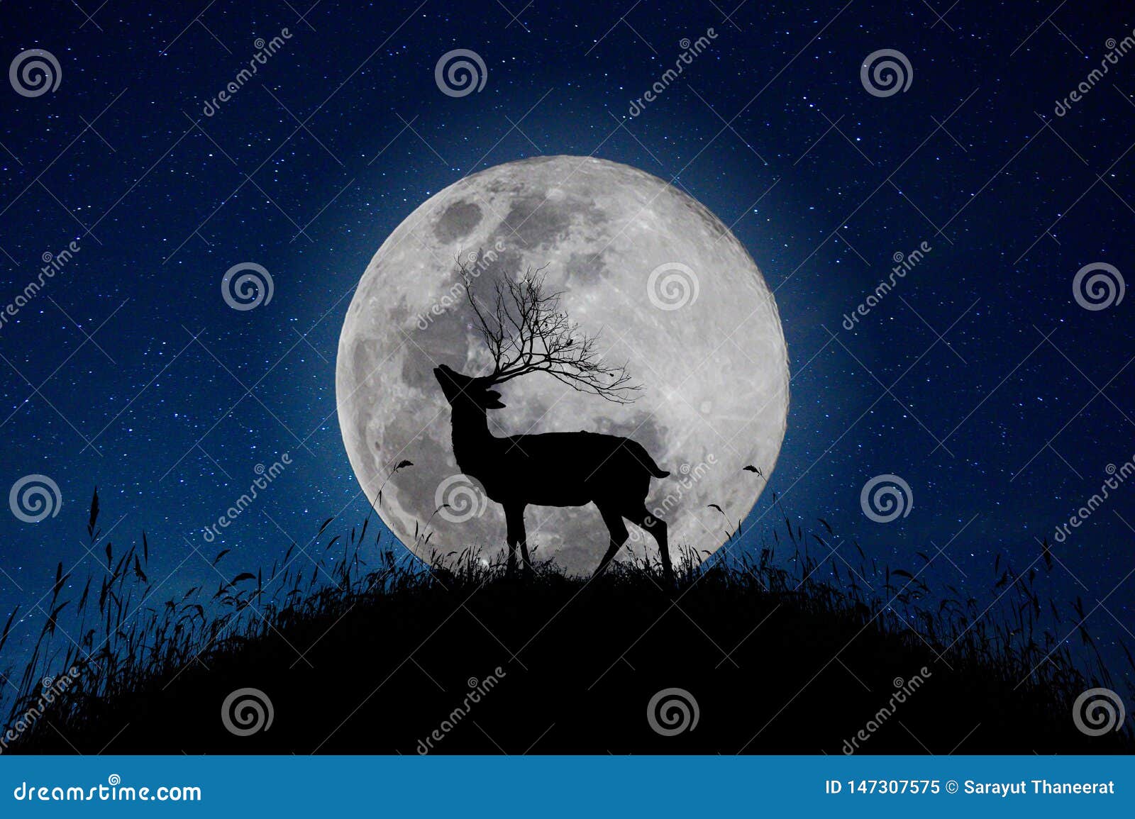 鹿在山站立大月亮背景夜星天空有很多库存图片 图片包括有 鹿在山站立大月亮背景夜星天空有很多库存图片 图片包括有