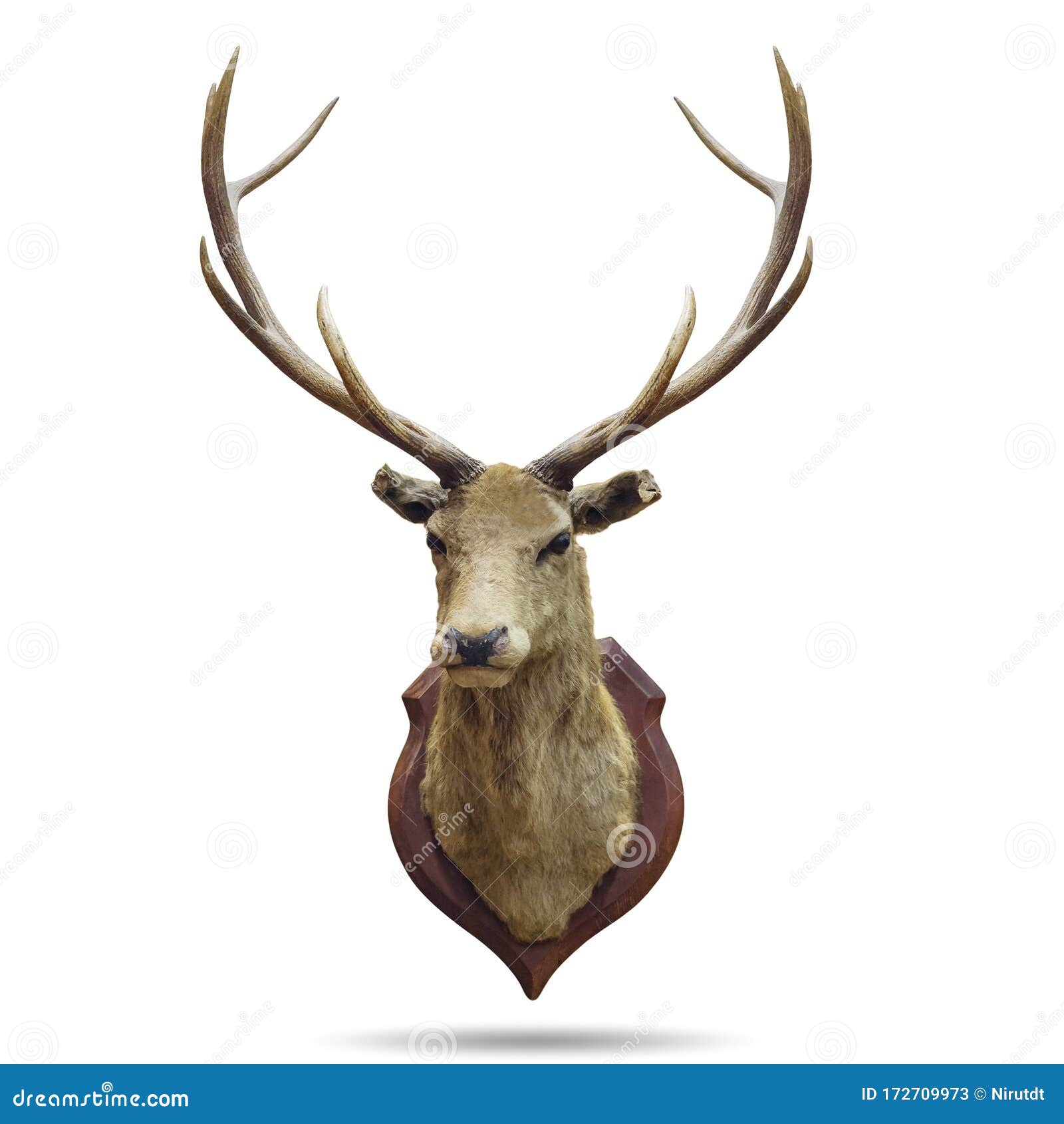 Deer Horns 库存图片 图片包括有雄鹿 头骨 草食动物 剪切 抗氧剂 葡萄酒 骨头的 Deer Horns 库存图片 图片包括有雄鹿 头骨 草食动物 剪切 抗氧剂 葡萄酒 骨头的