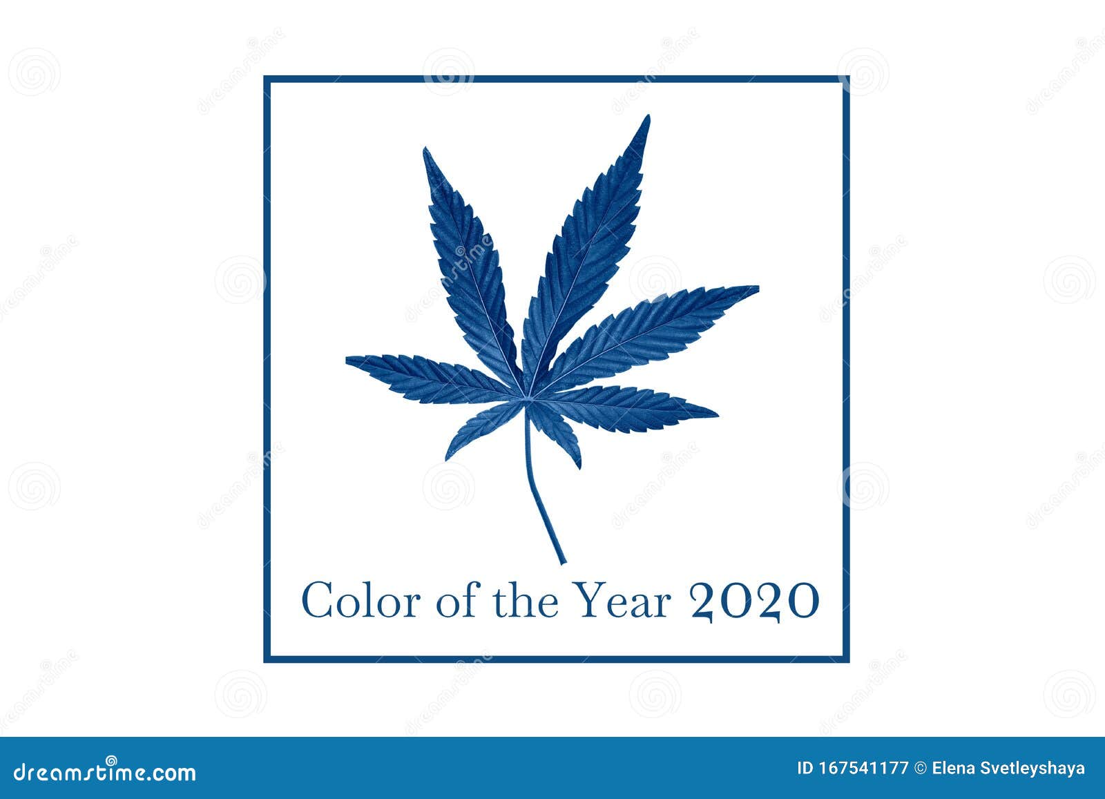 麻叶特写大麻药物是从大麻叶库存图片 图片包括有麻醉 黑暗 关闭 加纳 充分 草本 自然 麻叶特写大麻药物是从大麻叶库存图片 图片包括有麻醉 黑暗 关闭 加纳 充分 草本 自然