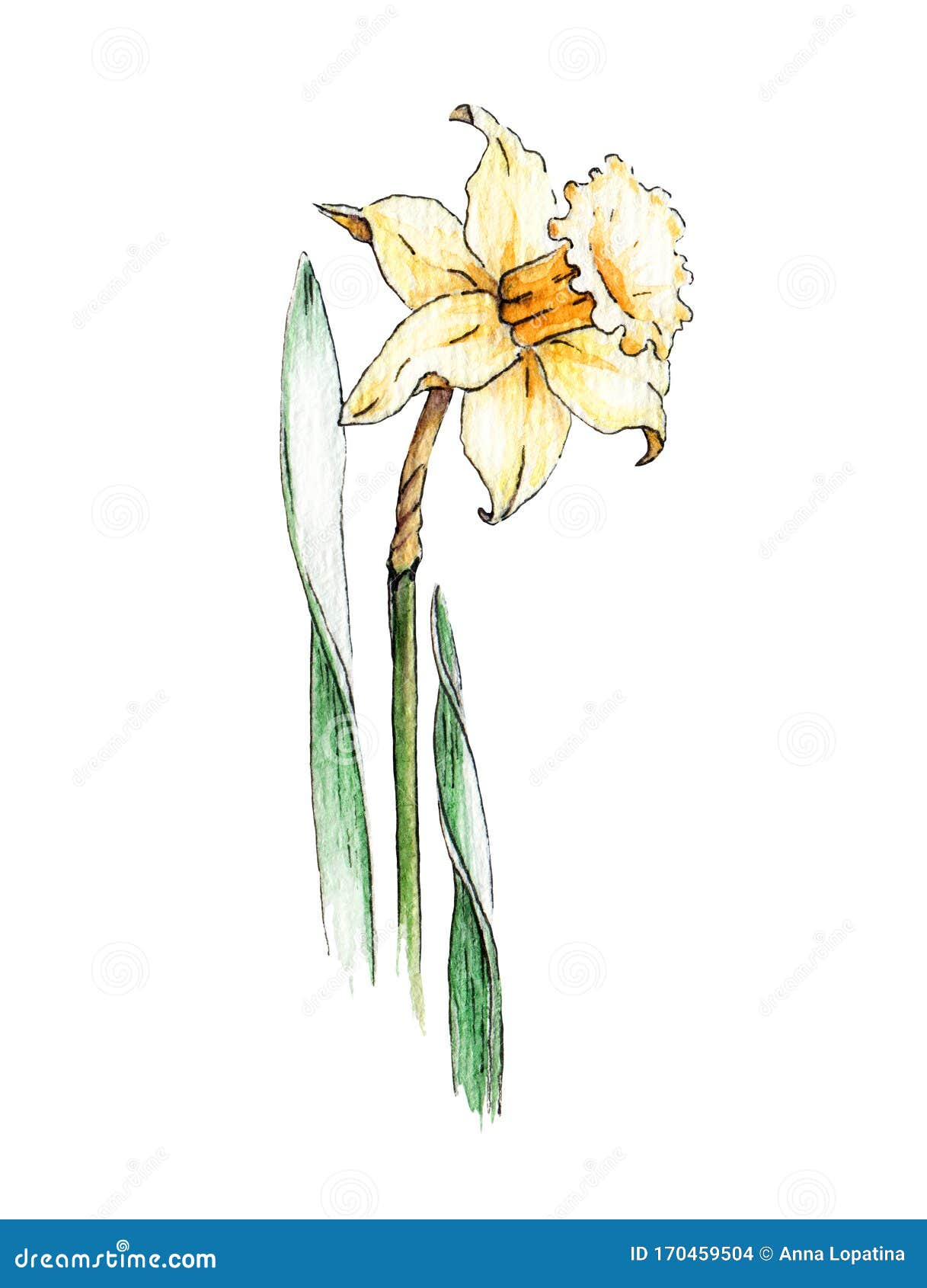 黄水仙花水彩像春明花植物手绘图黄水仙花美f 库存例证 插画包括有自然 绽放 照亮 图画 黄水仙花水彩像春明花植物手绘图黄水仙花美f 库存例证 插画包括有自然 绽放 照亮 图画
