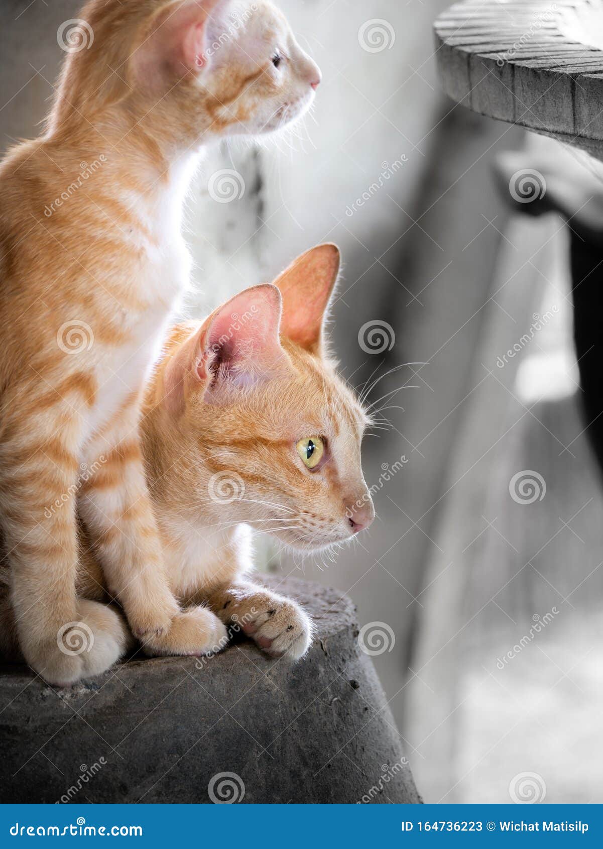 黄纹白猫与小猫库存图片 图片包括有复制 温文地 小猫 食肉动物 放置 背包 可爱 户内