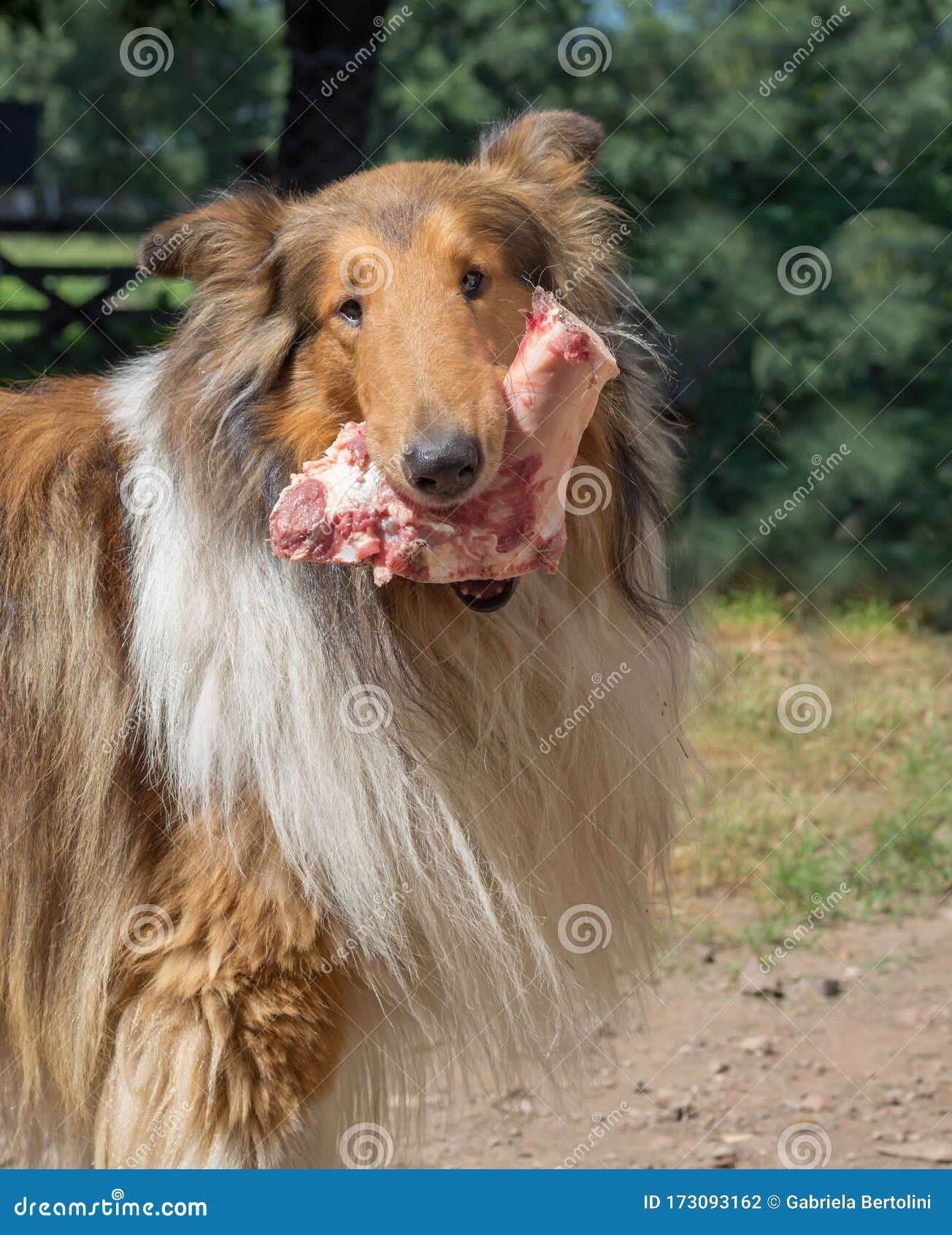 黄羊毛带生肉食的金羊犬画像库存照片 图片包括有字段 运载 查出 国内 本质 哺乳动物 黄羊毛带生肉食的金羊犬画像库存照片 图片包括有字段 运载 查出 国内 本质 哺乳动物
