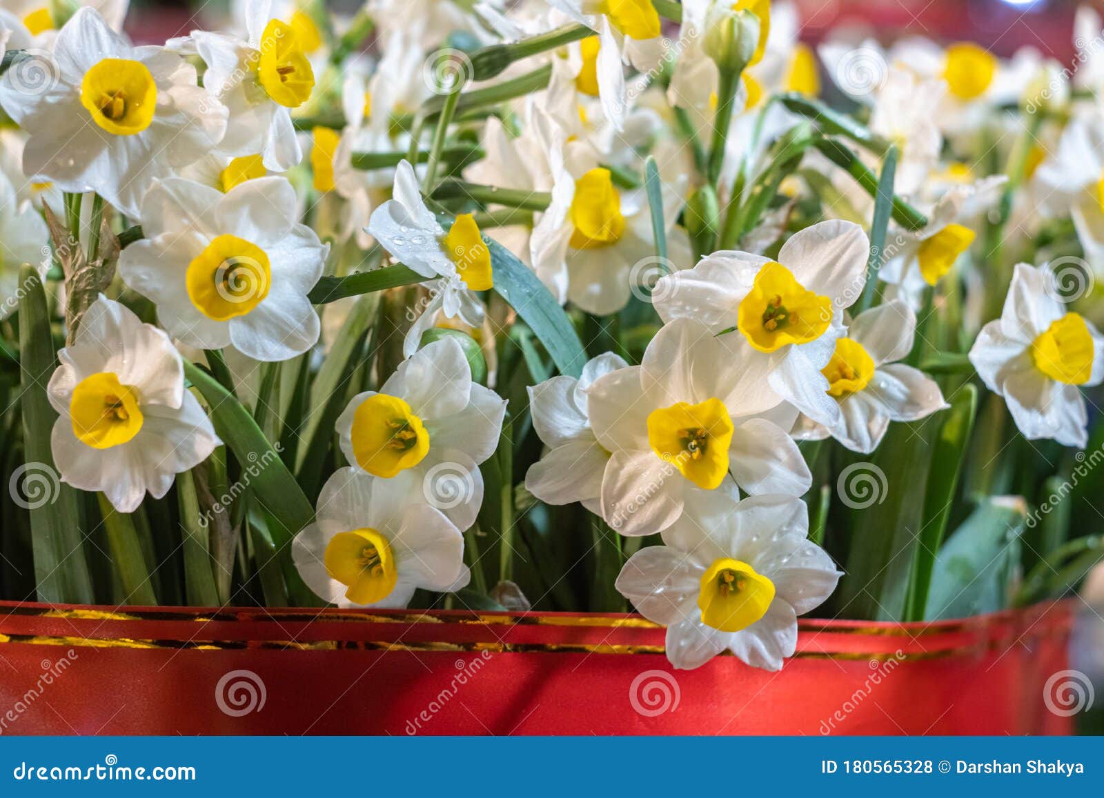 黄色中心的水仙花 在盆上库存照片 图片包括有植物群 特写镜头 中心 绽放 工厂 开花