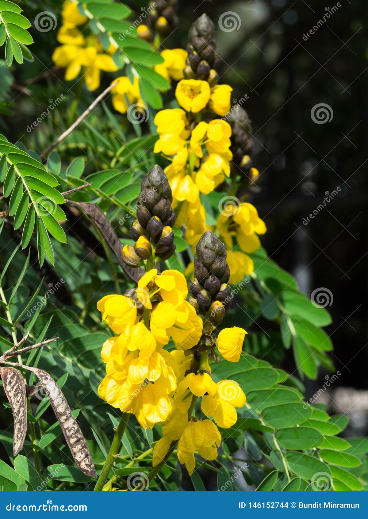 黄色番泻树didymobotrya花是开花植物的种类共同的名字非洲番泻树已知的豆类家庭的库存照片 图片包括有特写镜头 自治权 黄色番泻树didymobotrya花是开花植物的种类共同的名字非洲番泻树已知的豆类家庭的库存照片 图片包括有特写镜头 自治权