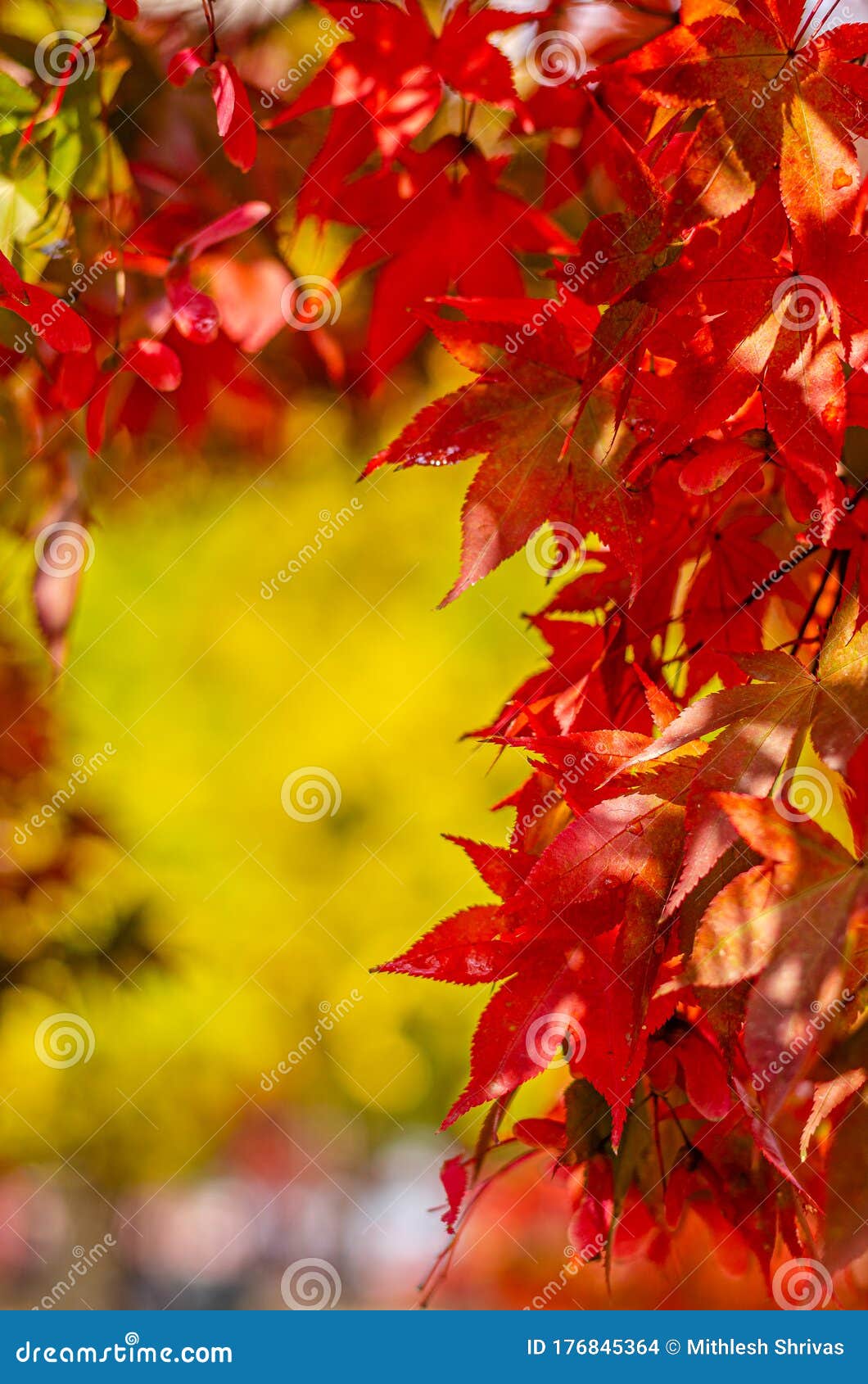 黄色背景中的秋红叶库存照片 图片包括有金子 复制 结算 自然 森林 没人 红色 颜色