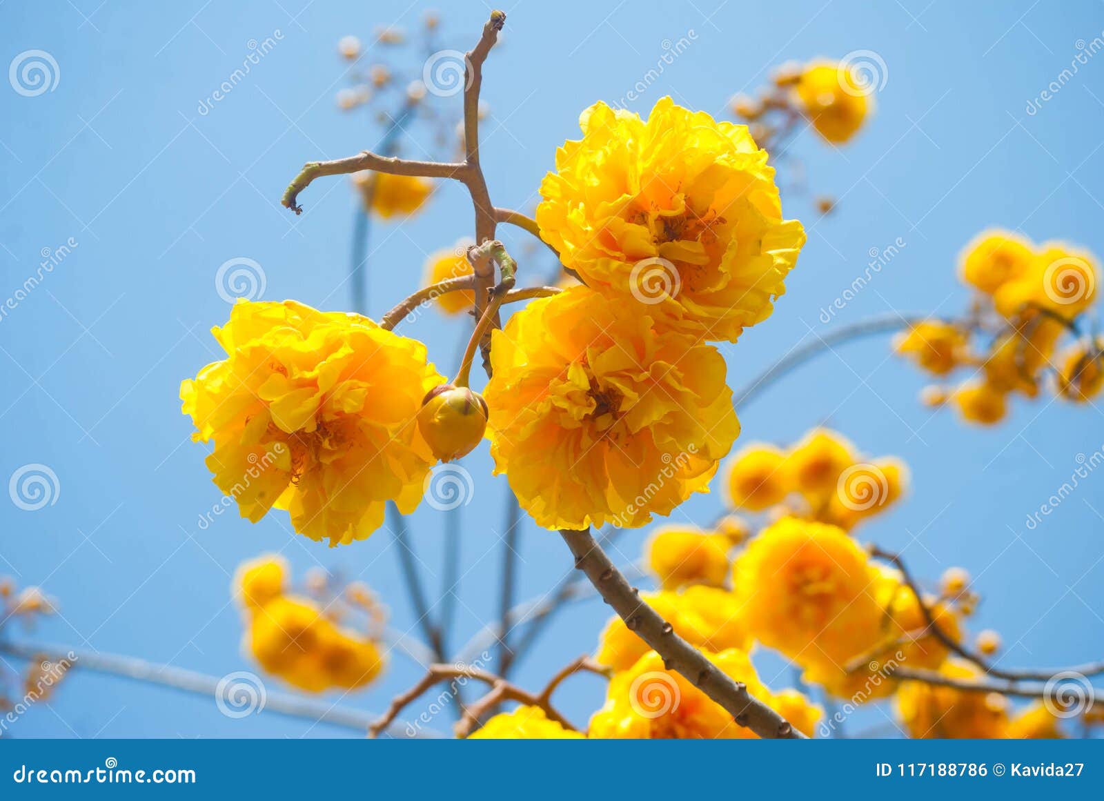 黄色花名为 开花supanniga 的泰国库存照片 图片包括有颜色 花瓣 绿色 命名 背包 黄色花名为 开花supanniga 的泰国库存照片 图片包括有颜色 花瓣 绿色 命名 背包