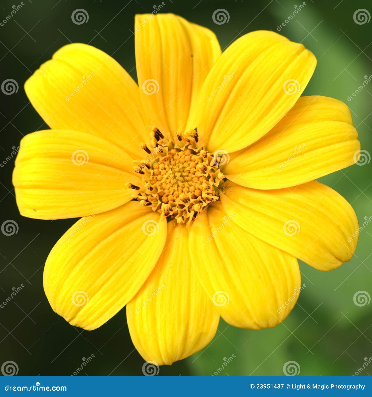 黄色花和绿色蜘蛛库存图片 图片包括有 黄色花和绿色蜘蛛库存图片 图片包括有