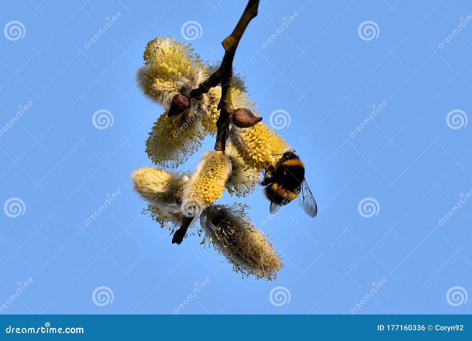 黄色花粉的特写羊柳花 黄花覆盖蒲团 春柳花引过敏库存照片 图片包括有柔荑花 杨柳 晒裂 外面
