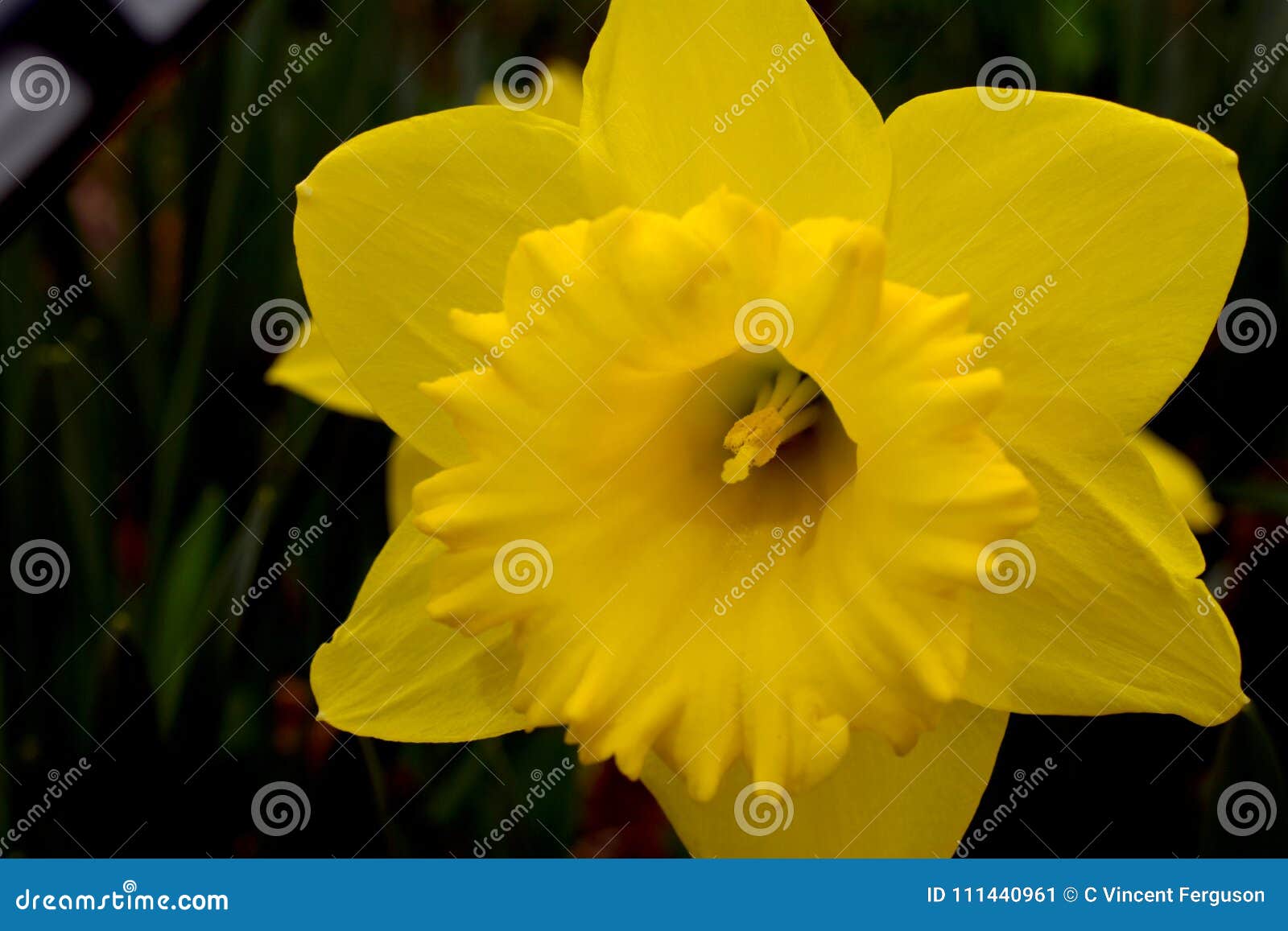 黄色黄水仙花喇叭库存图片 图片包括有黄色黄水仙花喇叭